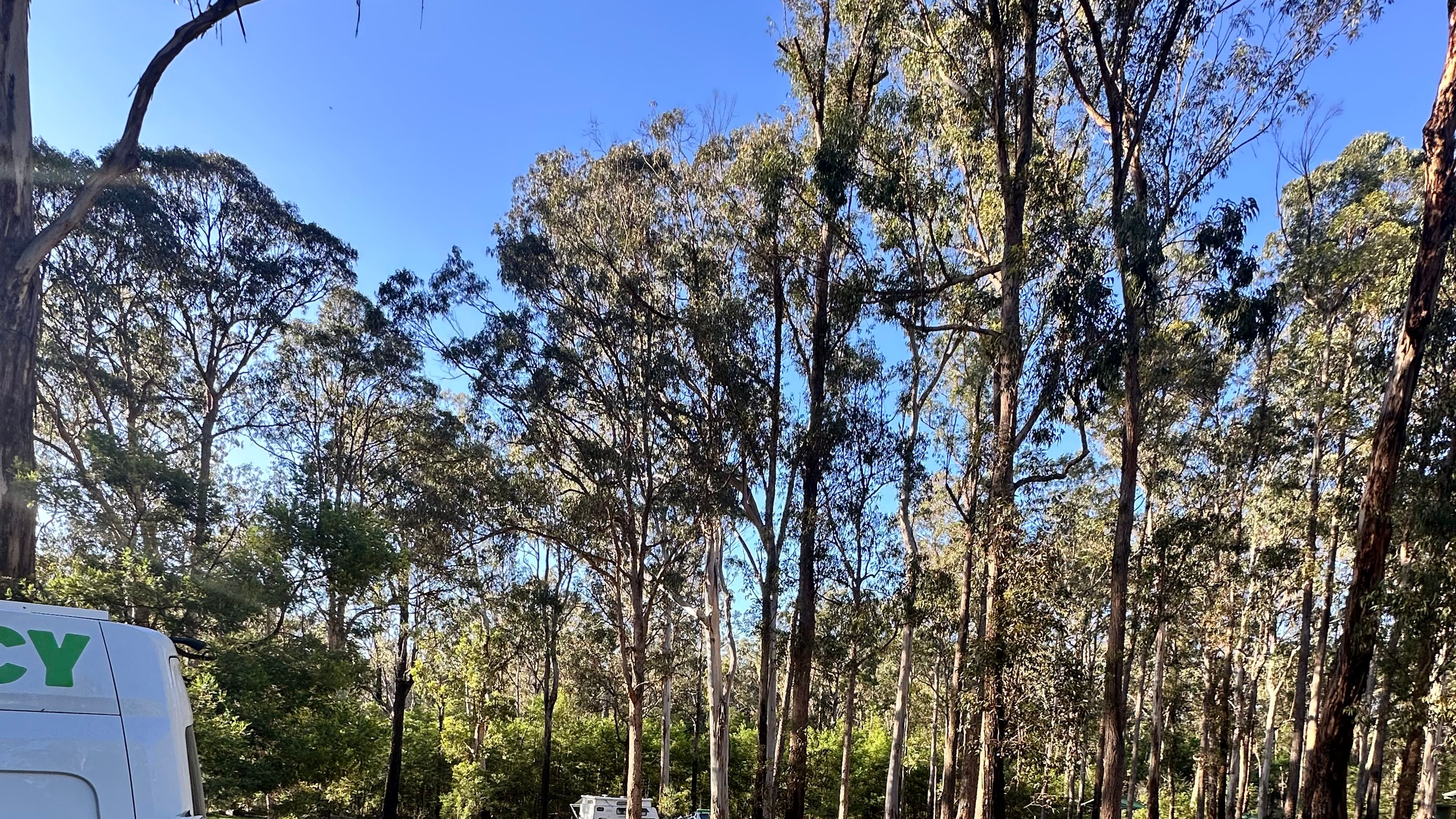 Scrubby Creek Forest Picnic Area