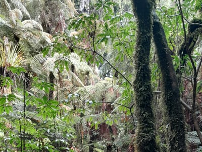 Rimu Walk