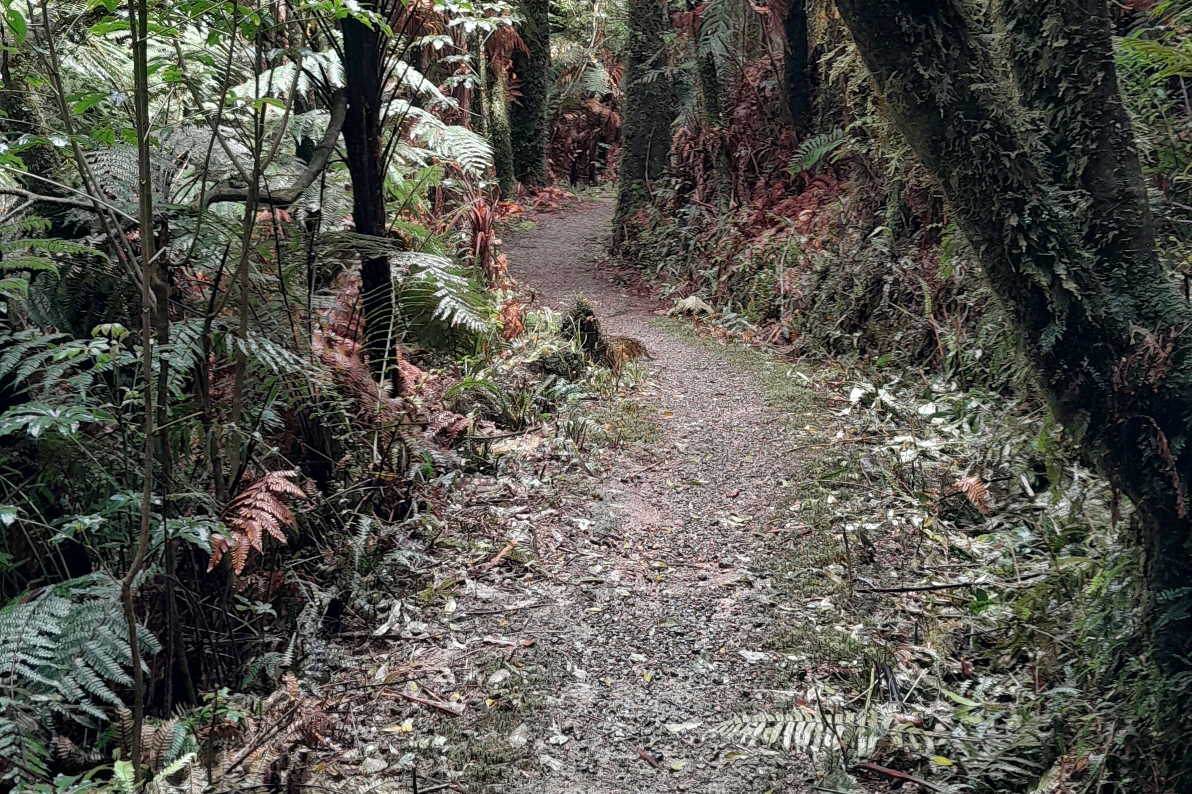 Rimu Walk