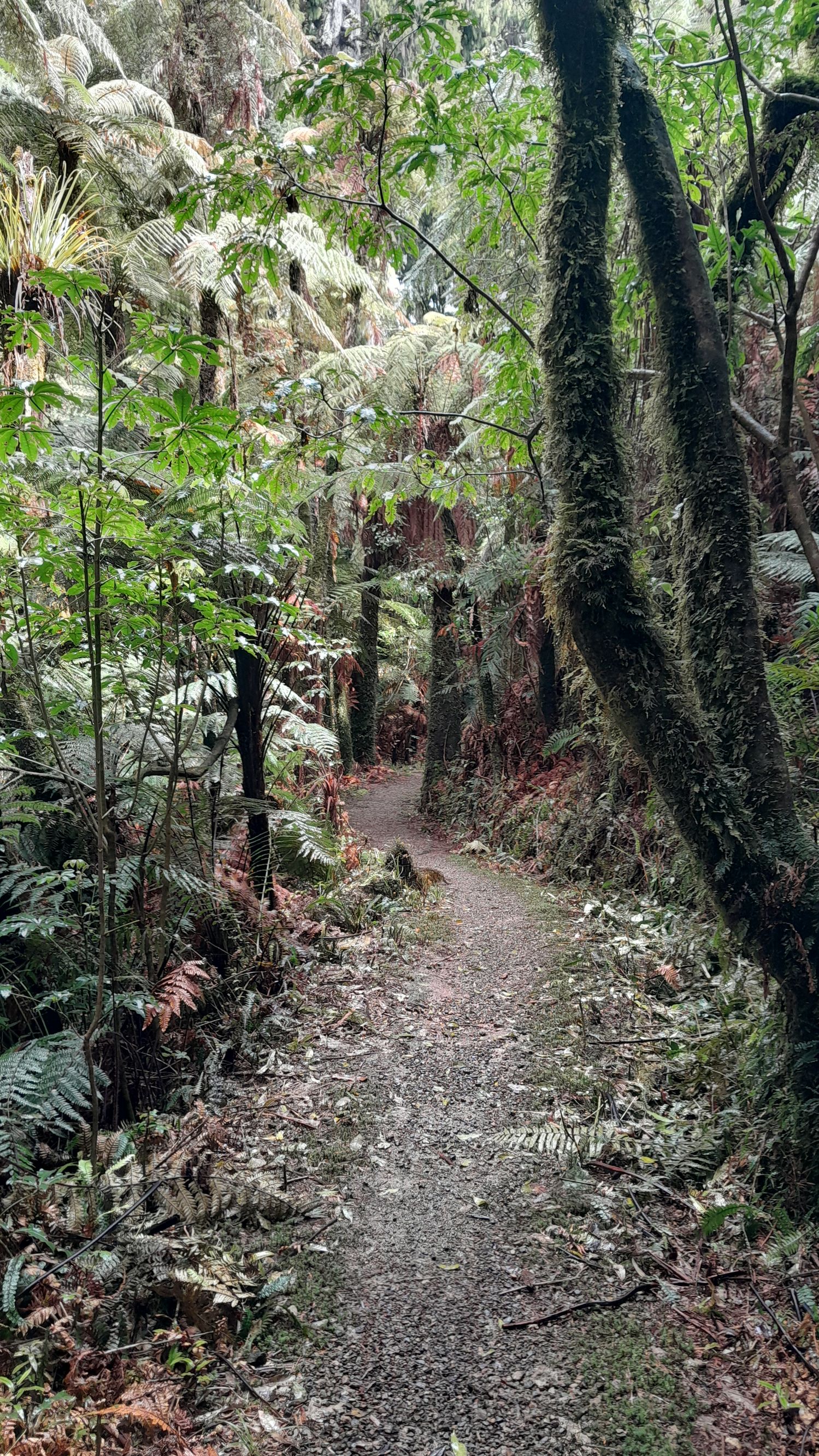 Rimu Walk