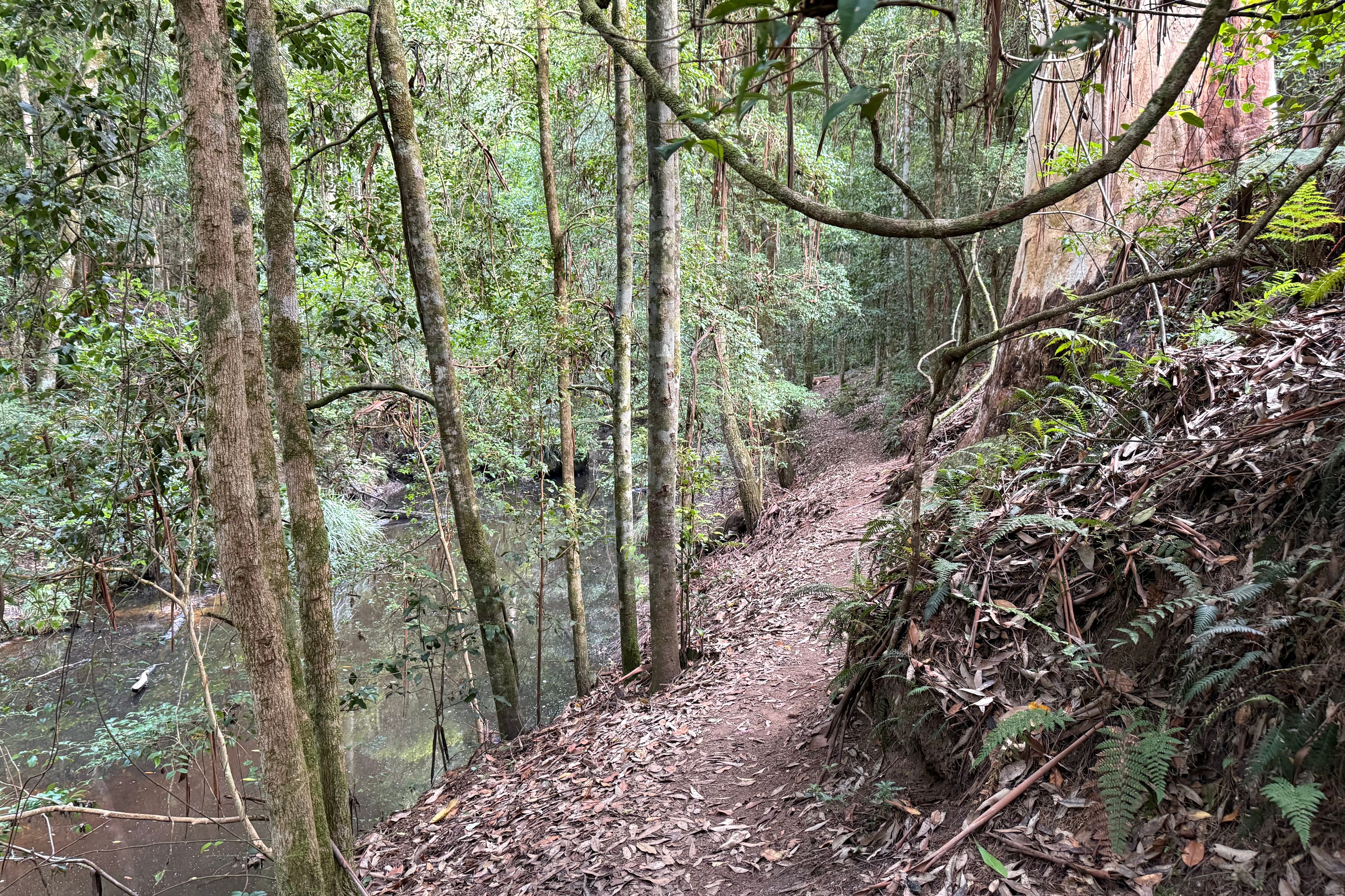 The Basin Camping Area - Olney State Forest - Image 3