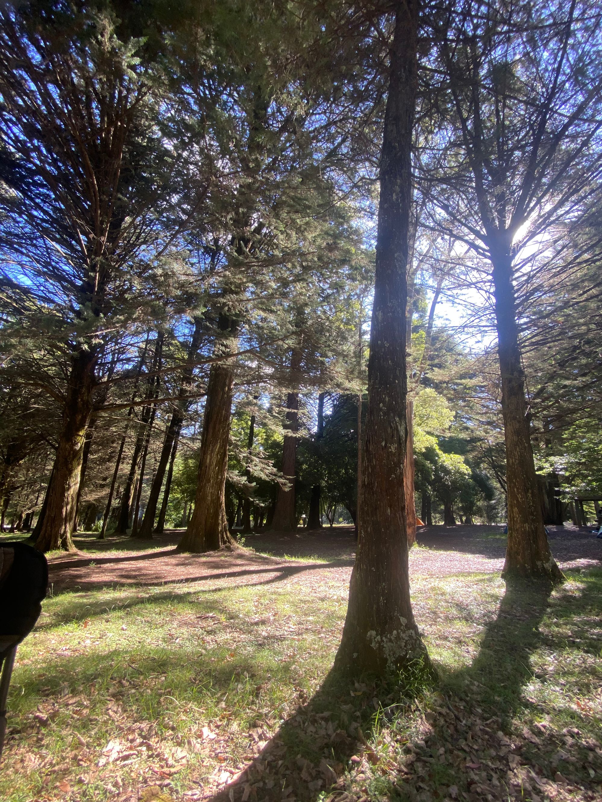 Firth Park Campground, Wombat State Forest - Image 3