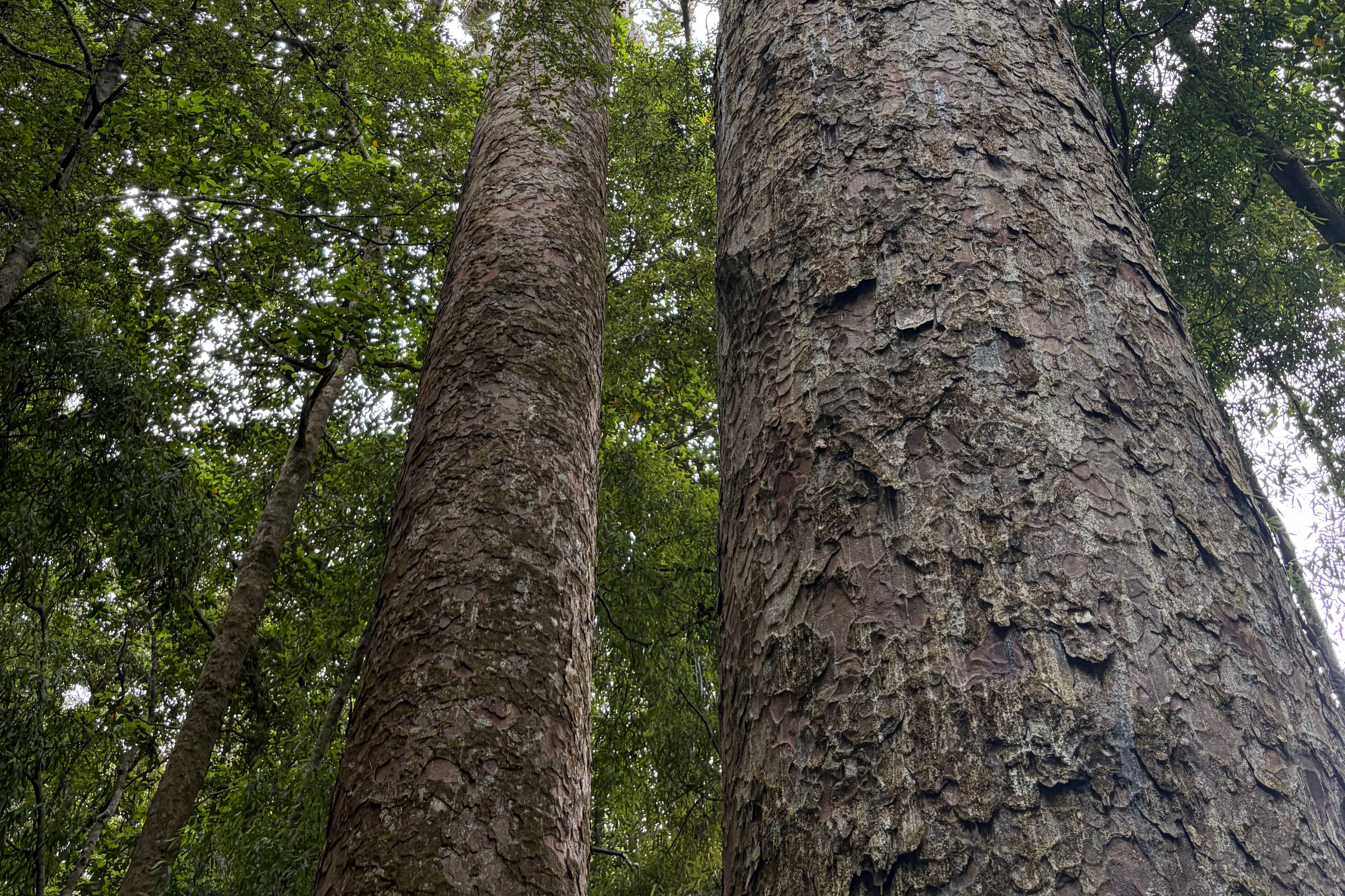 Trounson Kauri Forest Walk - Image 2