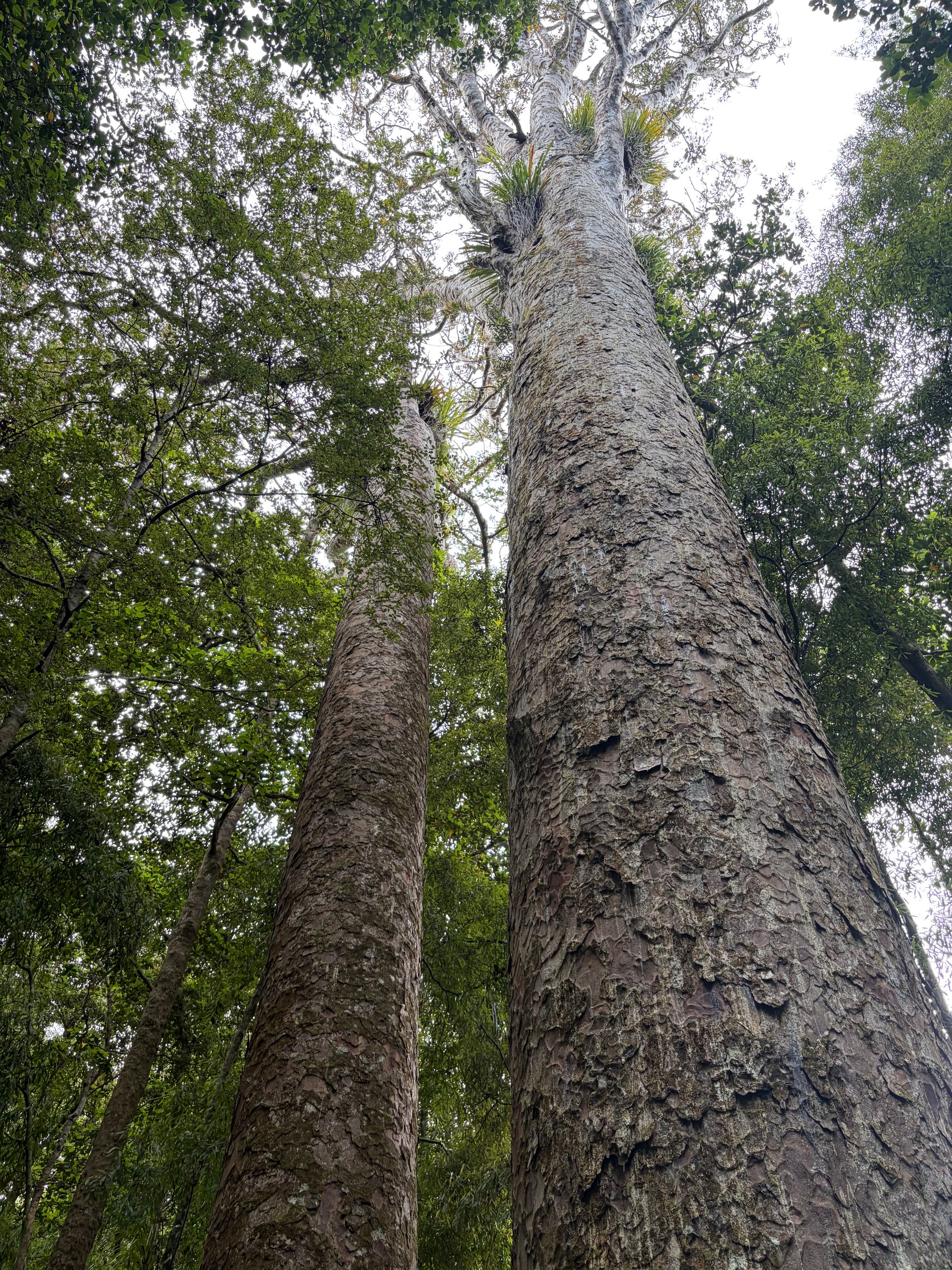 Trounson Kauri Forest Walk - Image 2