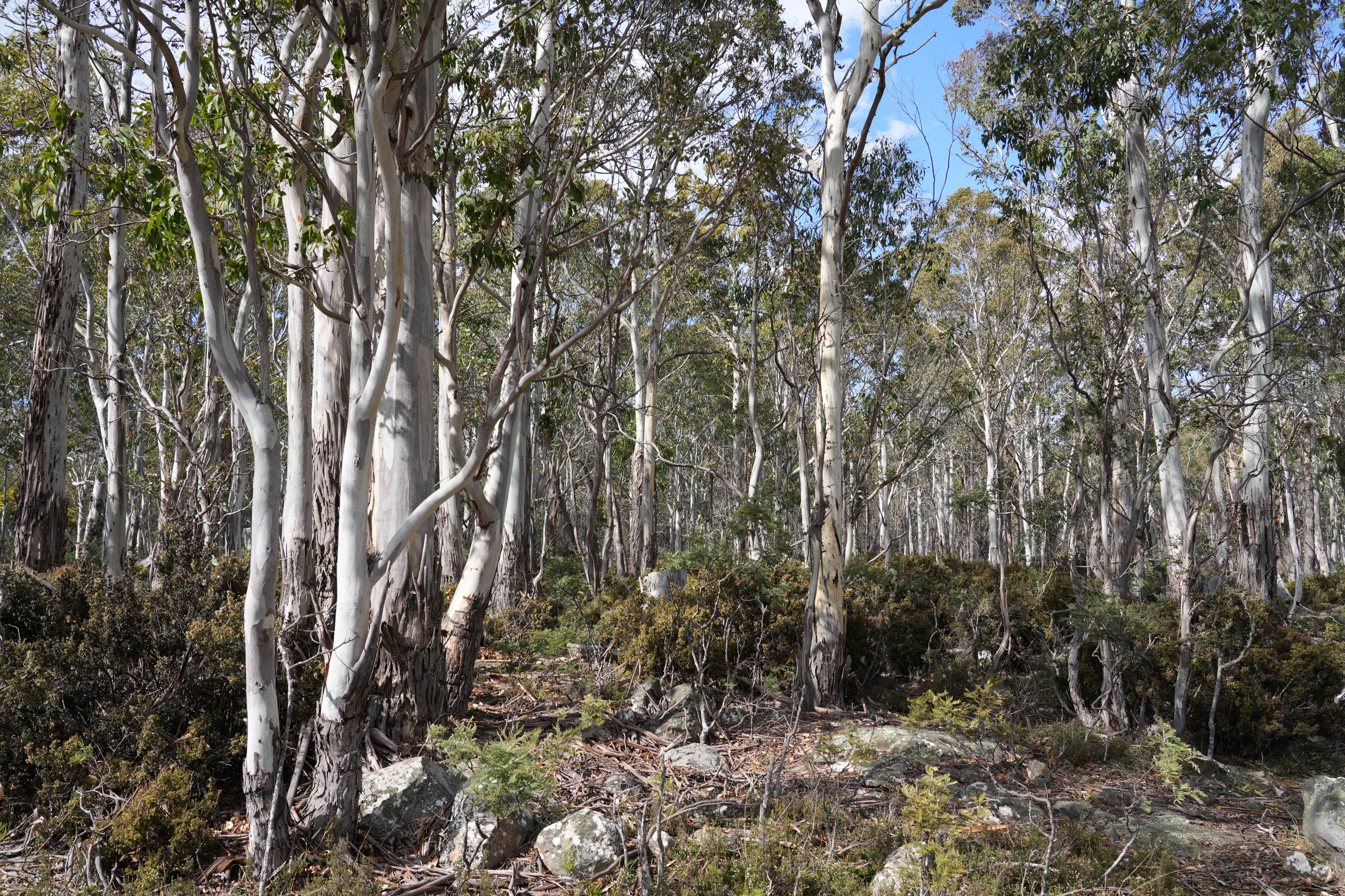 Lake Sorell Campground - Image 3