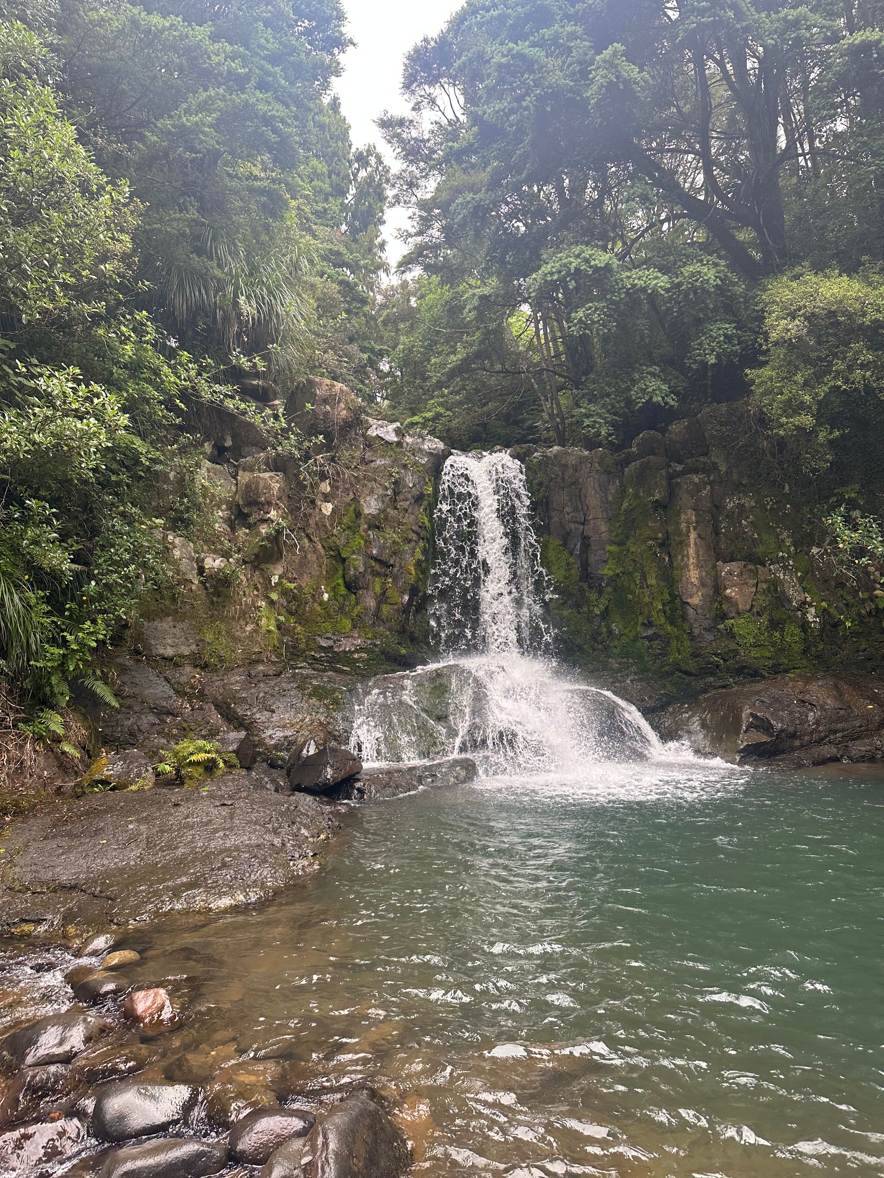 Waiau Kauri Grove and Waterfall(ワイアウ・カウリ・グローブと滝) - Image 2