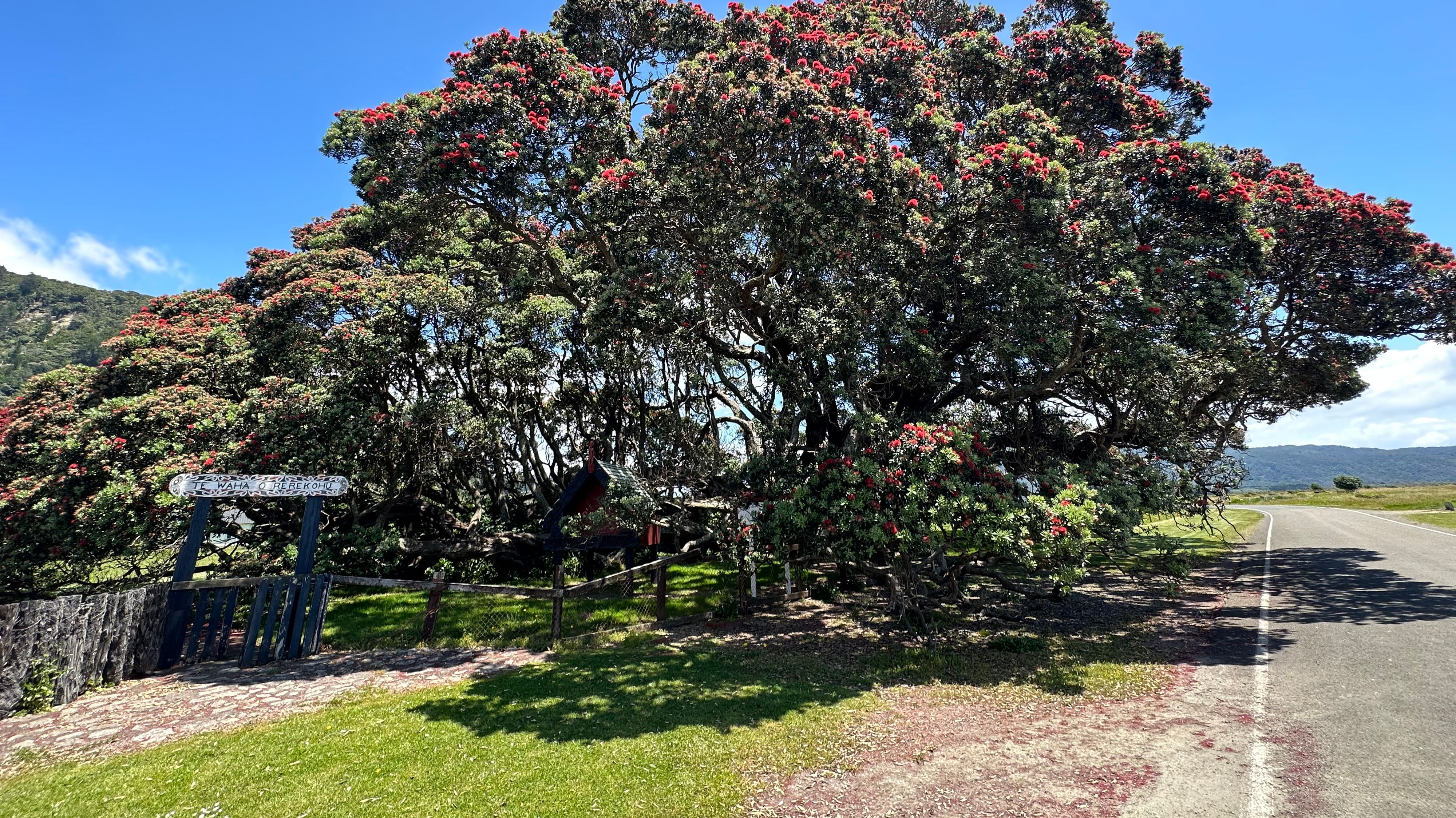 Te Waha O Rerekohu - najstarsze drzewo Pohutukawa