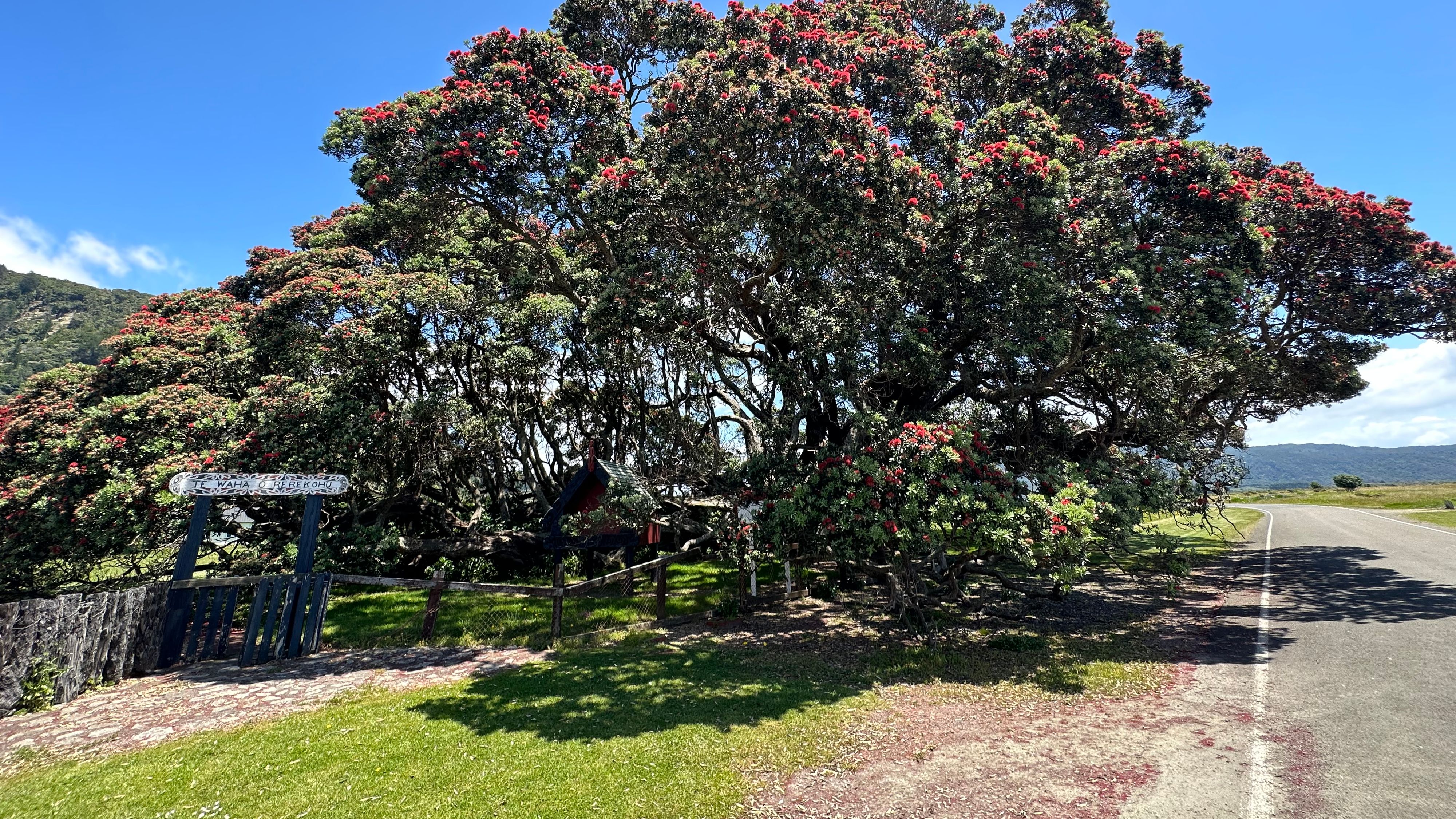 Te Waha O Rerekohu - nejstarší strom Pohutukawa