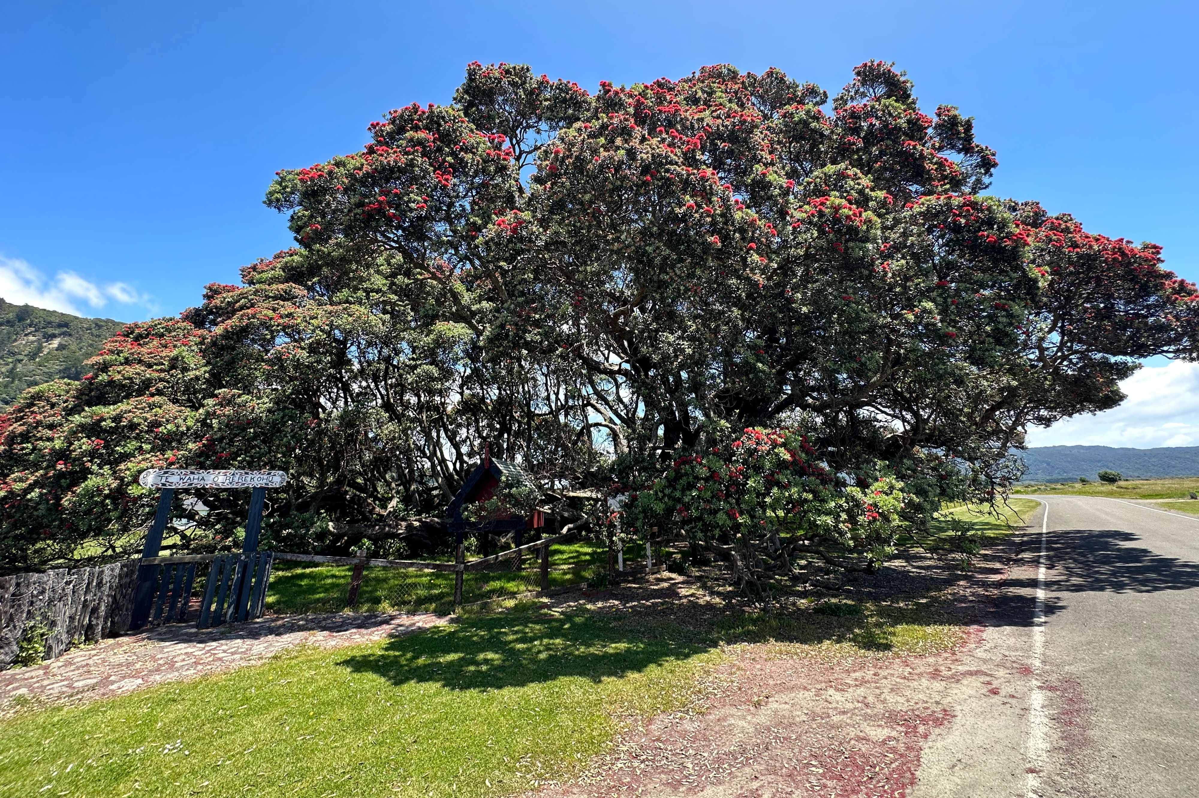 Te Waha O Rerekohu - Oldest Pohutukawa Tree