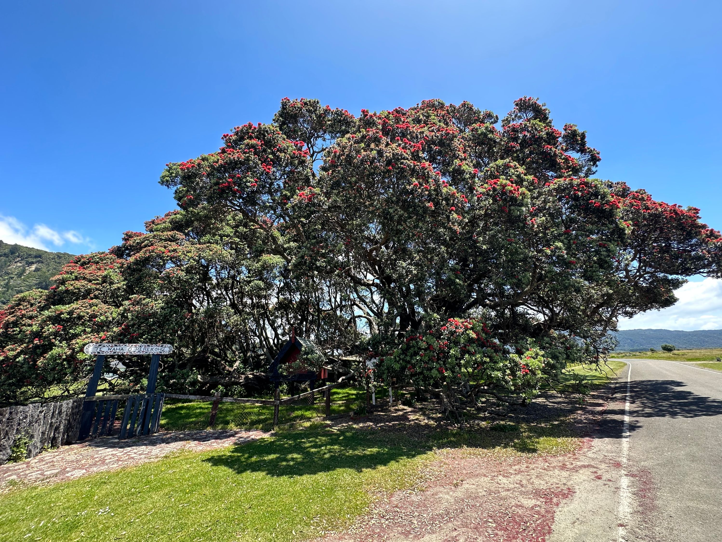 Te Waha O Rerekohu - najstarsze drzewo Pohutukawa