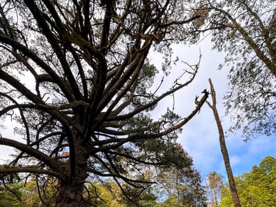 Dingo Creek Reserve