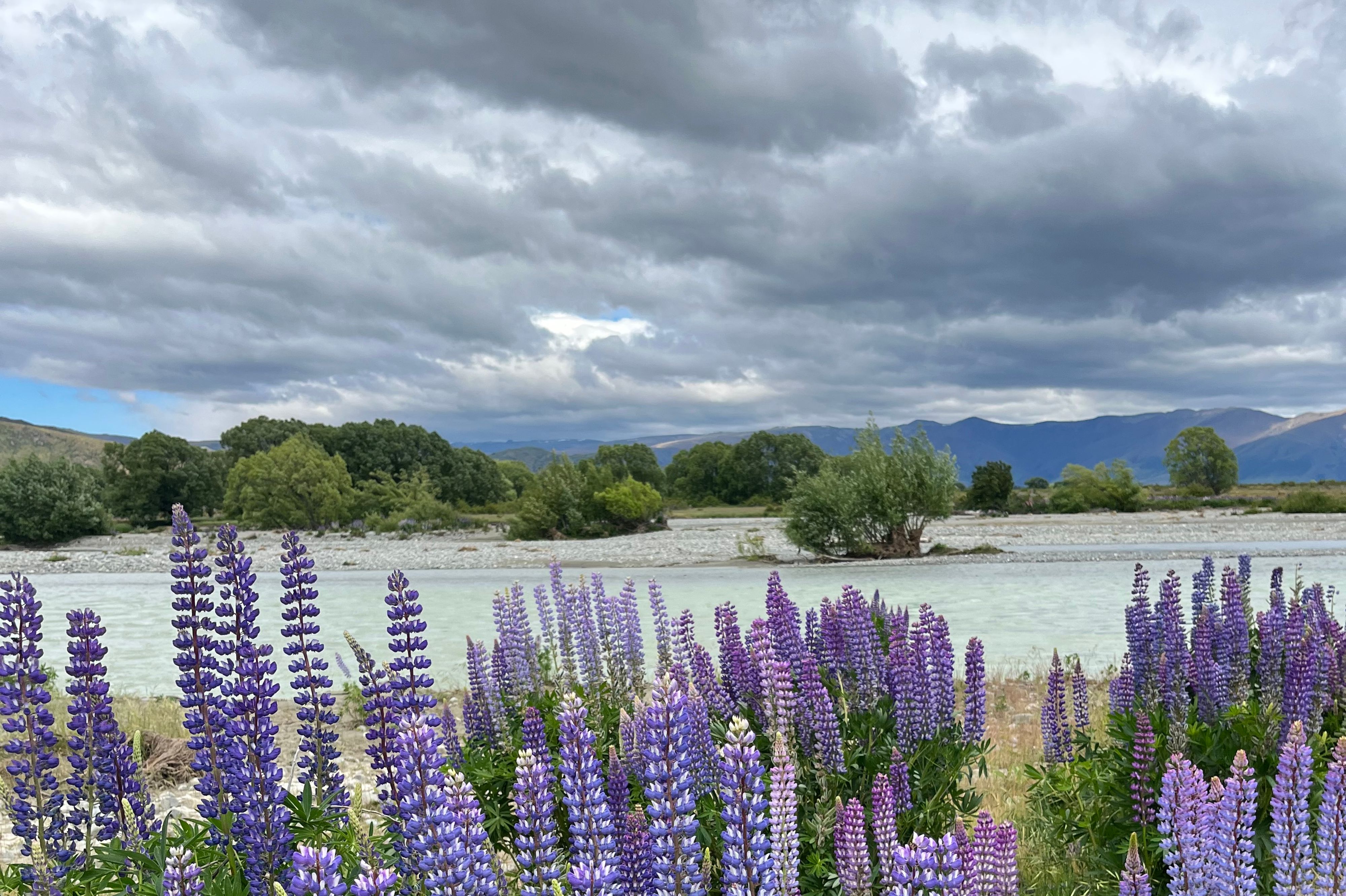 Ahuriri Bridge Lupins - Image 2