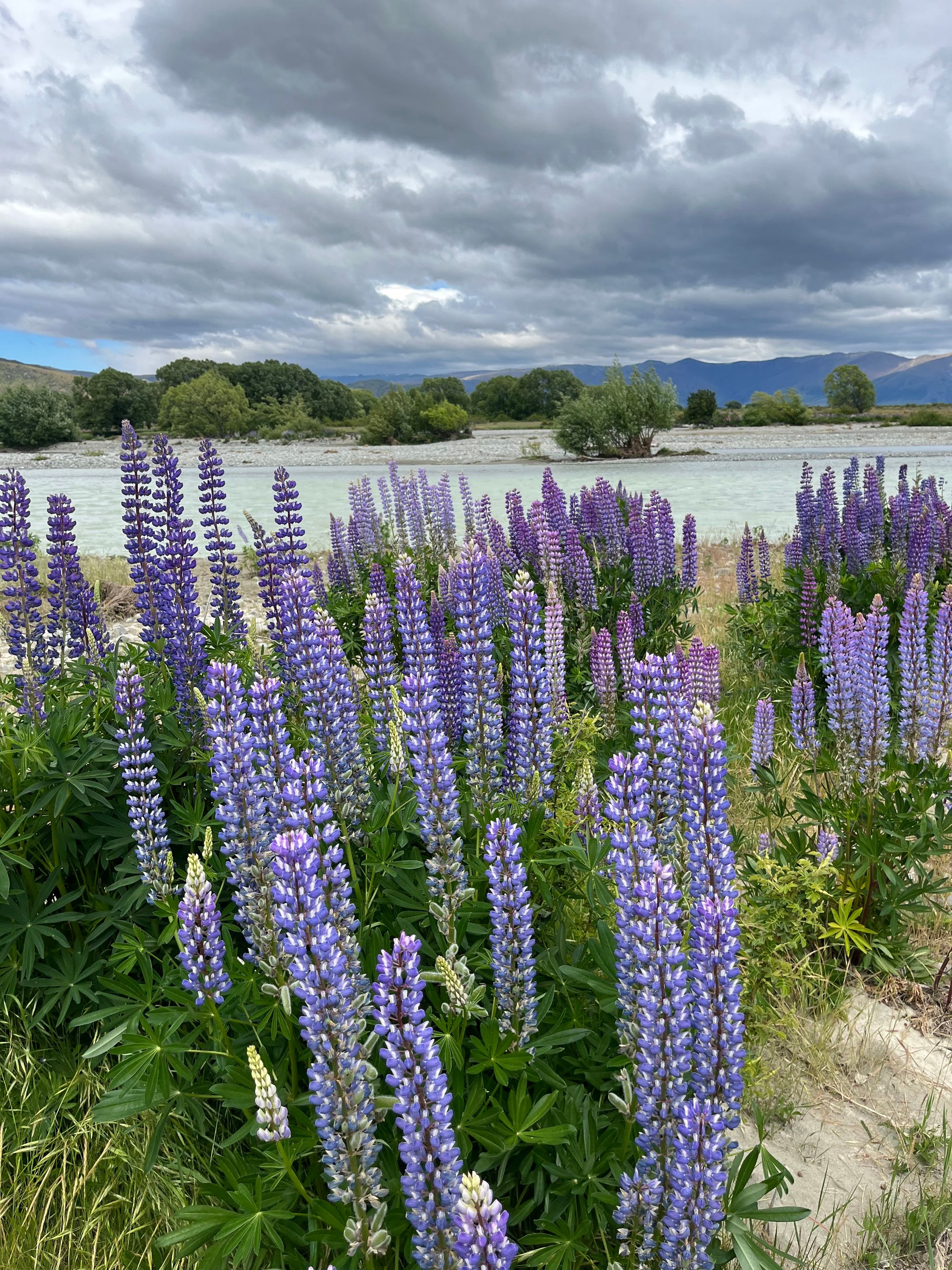 Ahuriri Bridge Lupins - Image 2