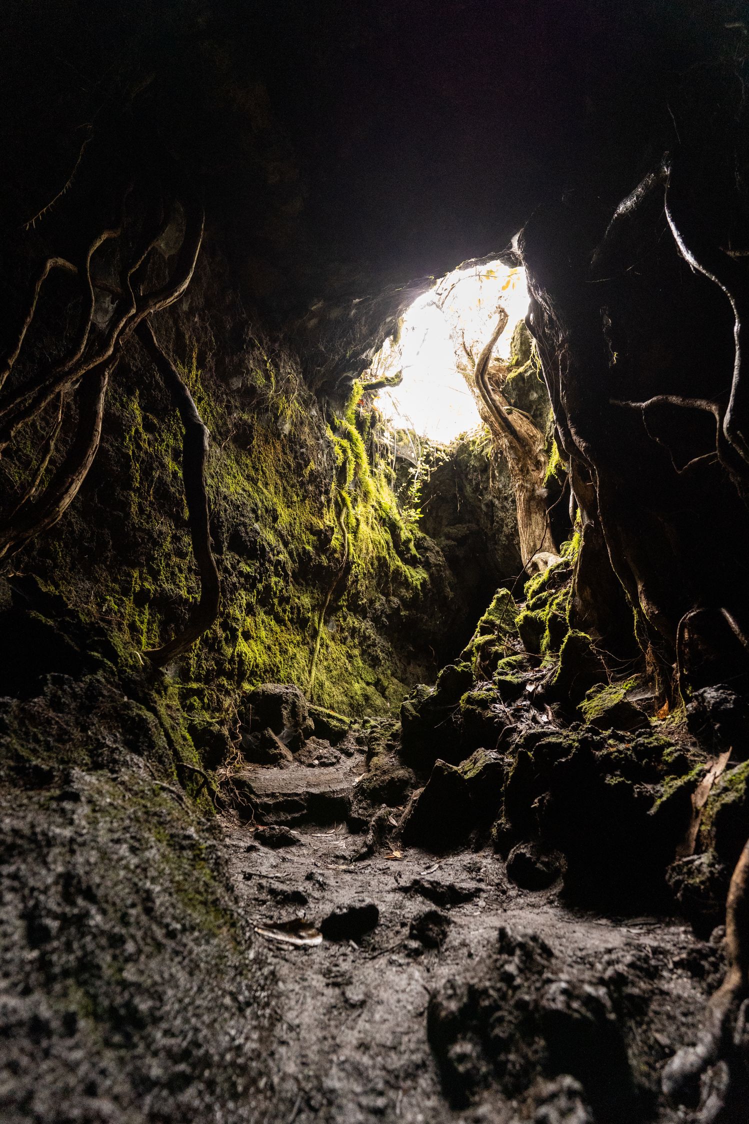 Lava Caves Rangitoto Island
