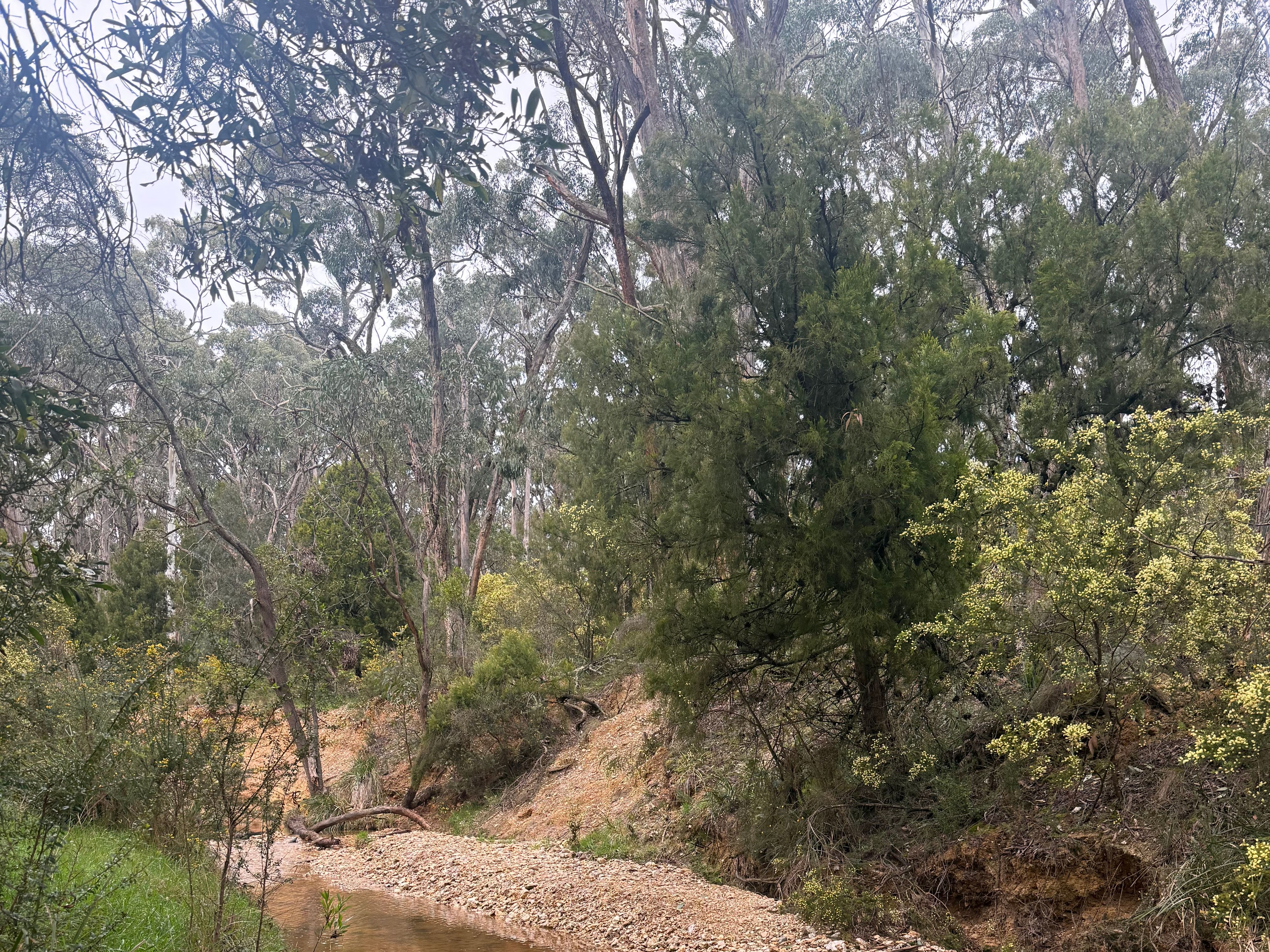 旅行者的Slaty Creek Campground - Creswick Regional Park照片