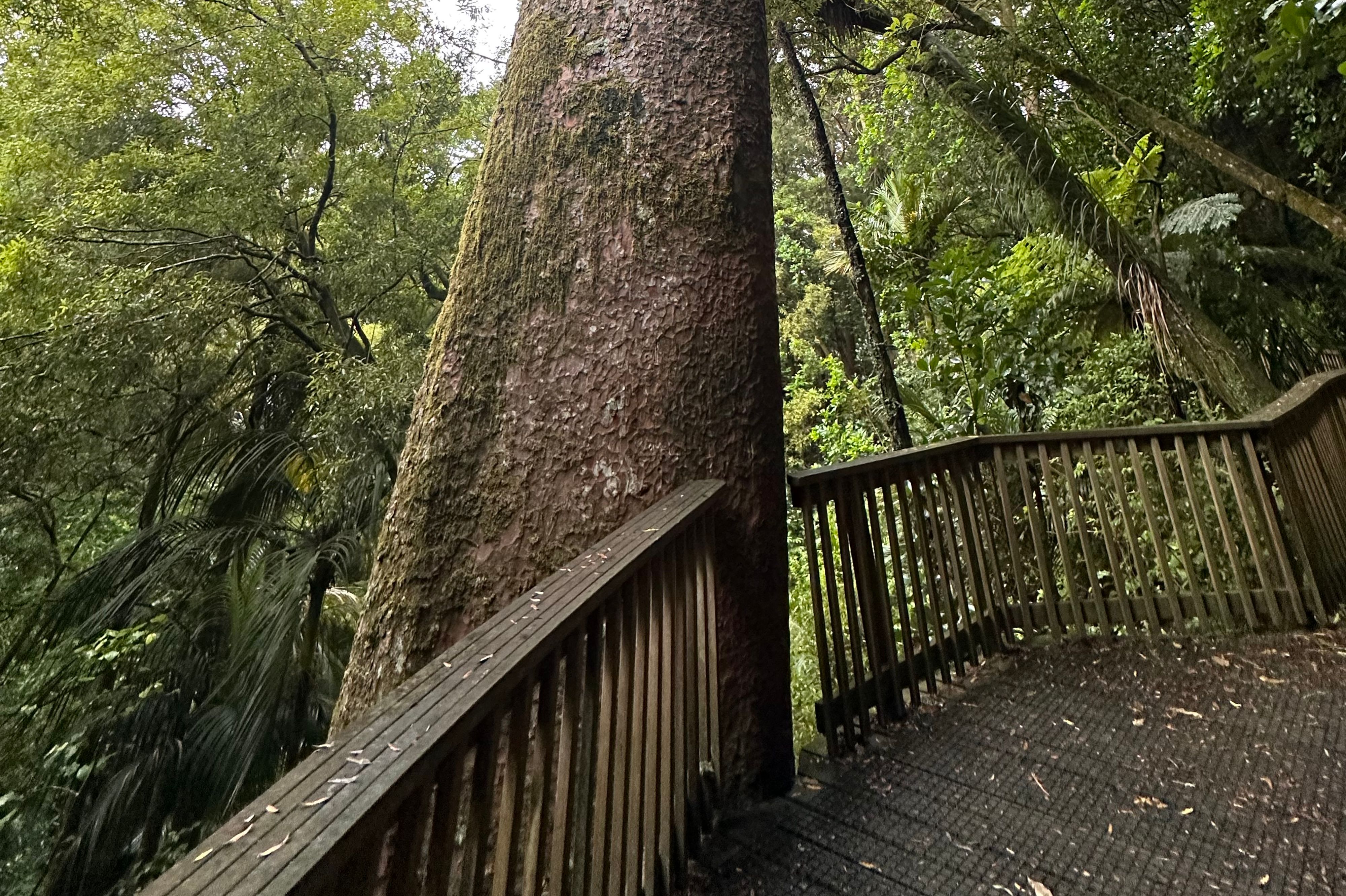 Canopy Walk at A.H. Reed Memorial Park - Image 3