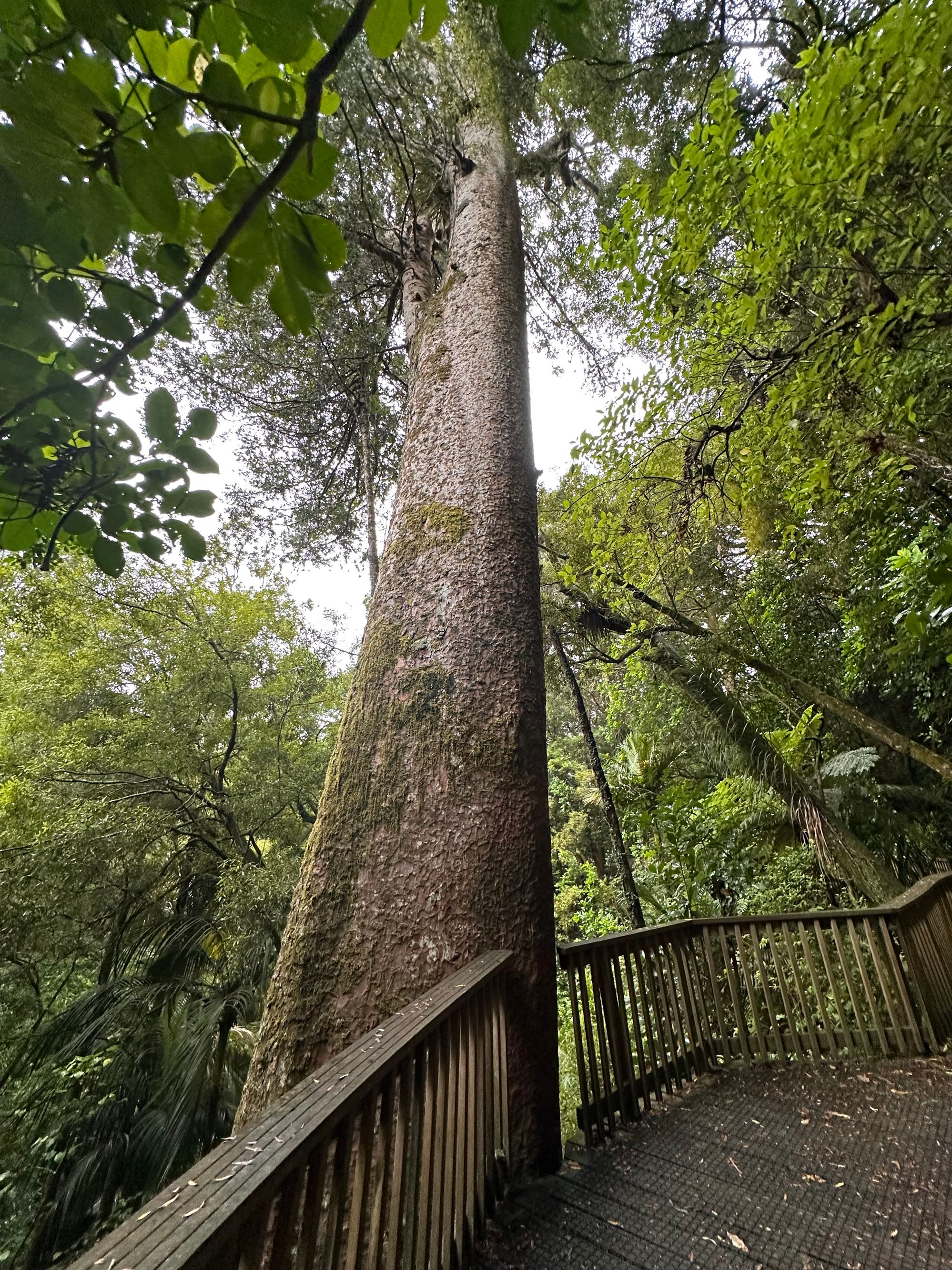Canopy Walk at A.H. Reed Memorial Park - Image 3