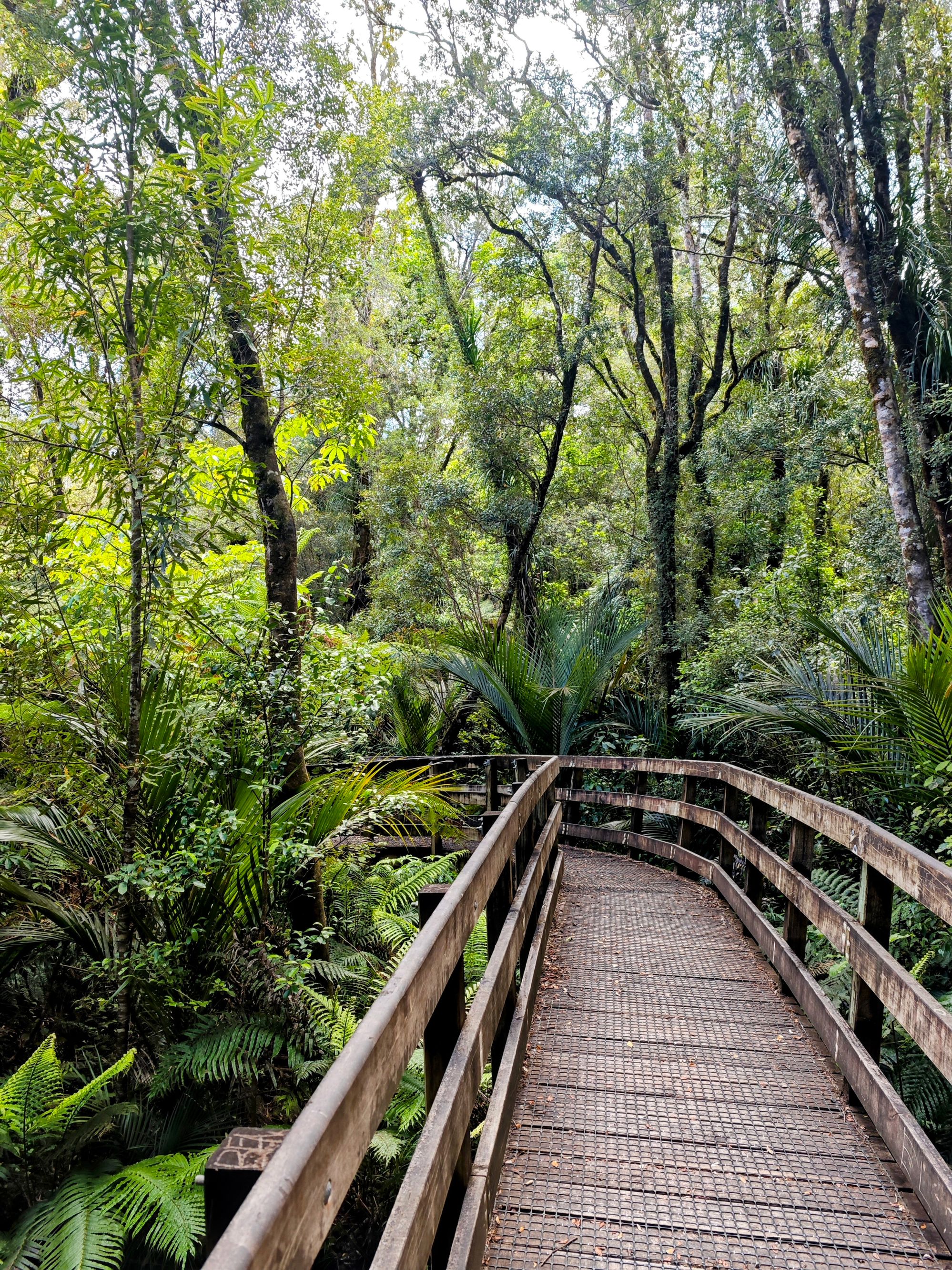 Der Cookson Kauri Walk - Image 2