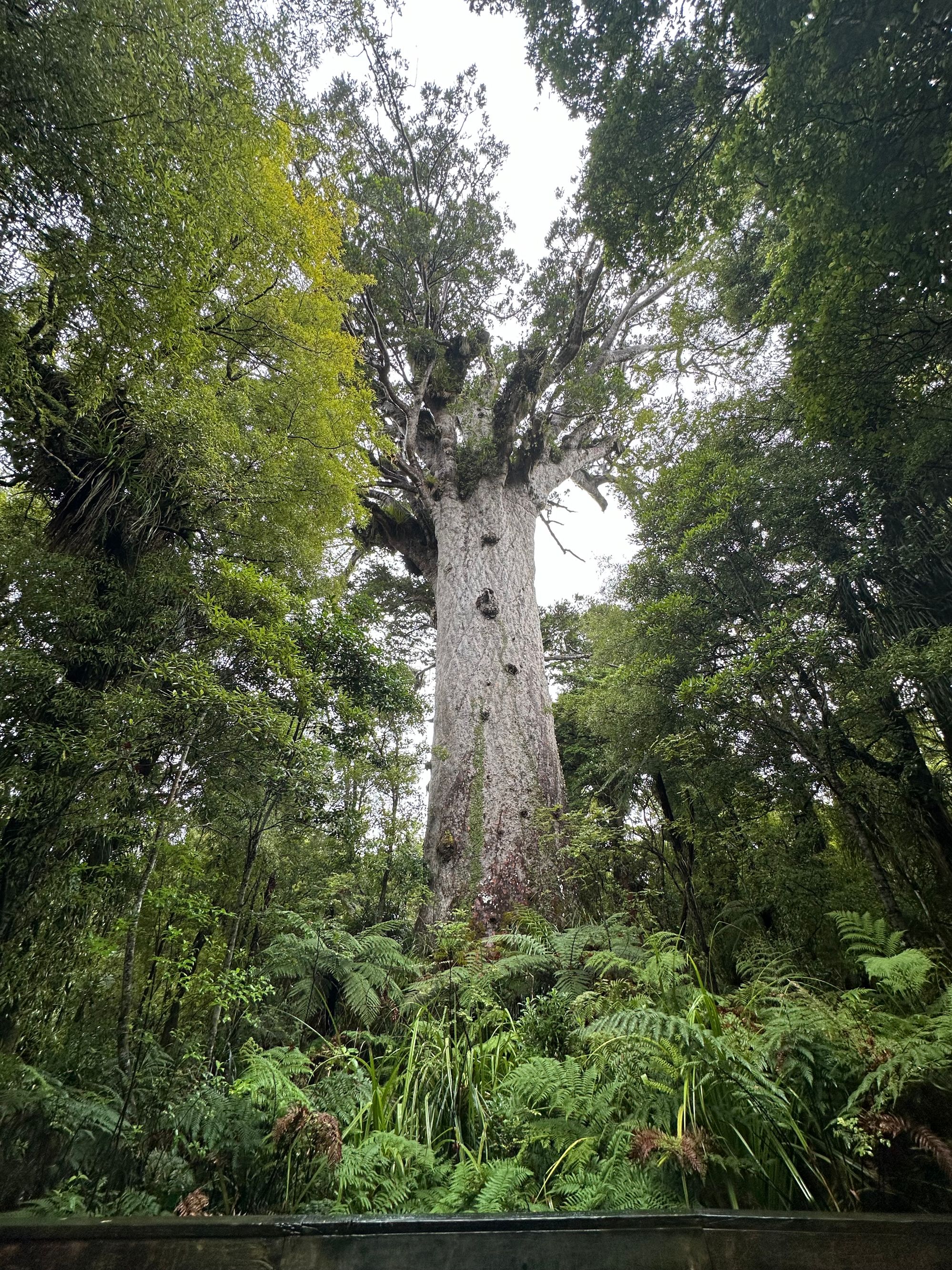 Tane Mahuta - Image 2