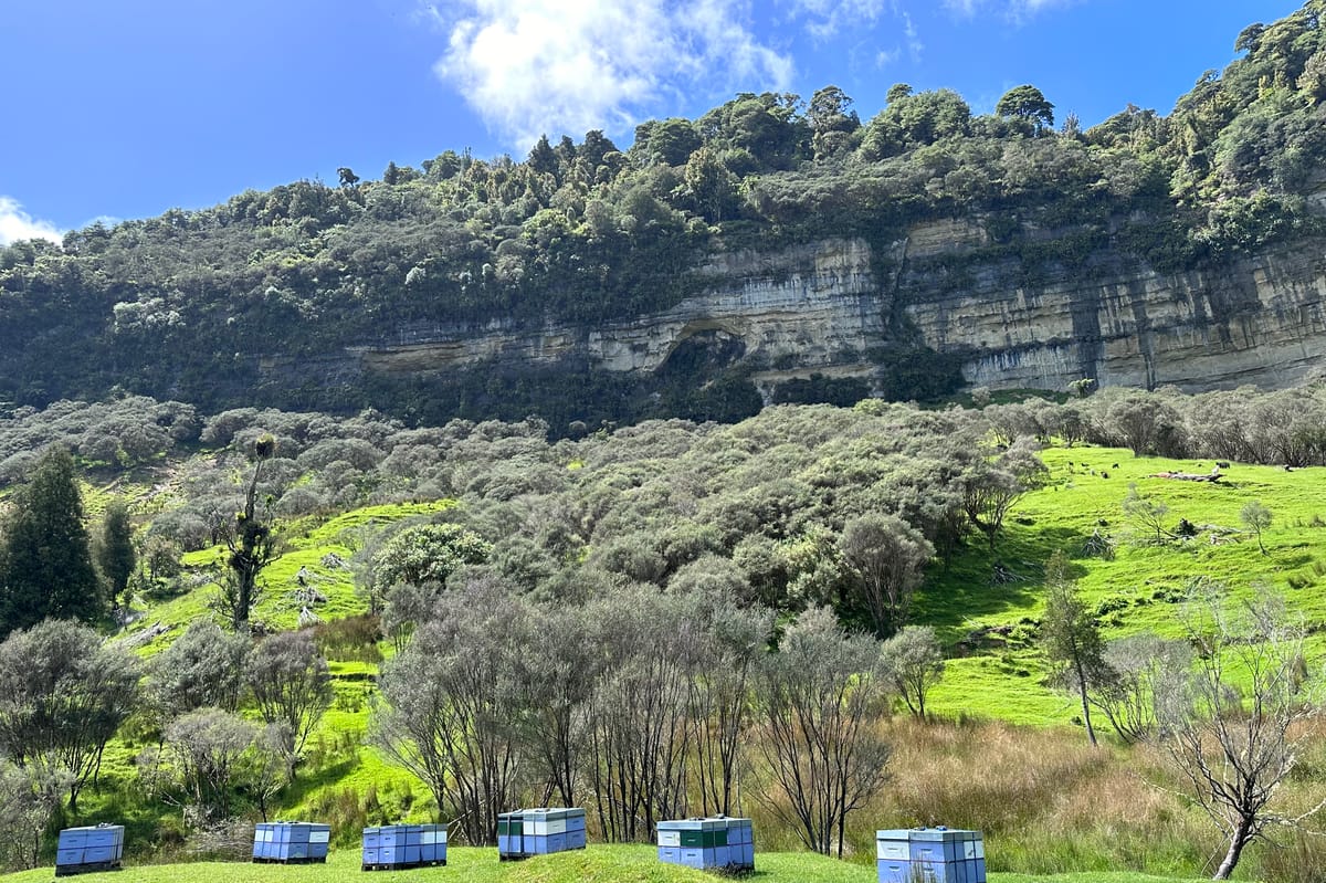 Tangarakau Ghost Town