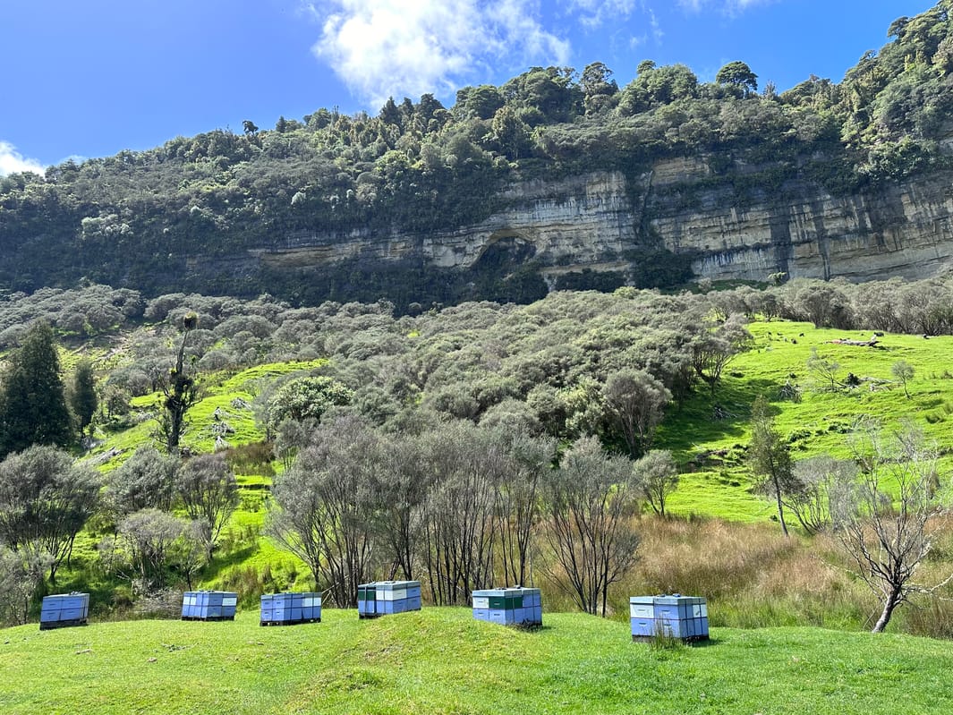 Tangarakau Ghost Town