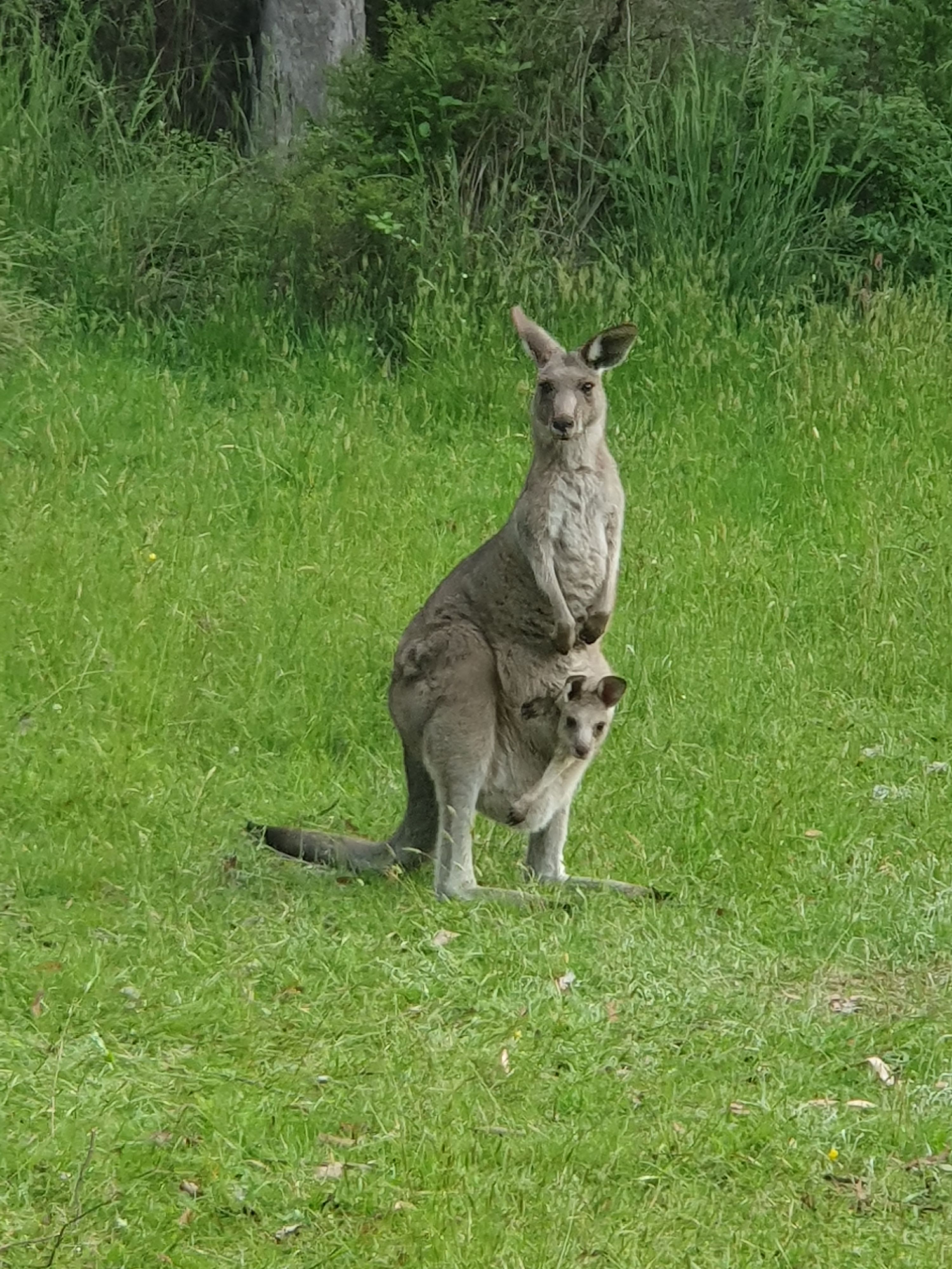Ah Sye's Camping Area - Image 2