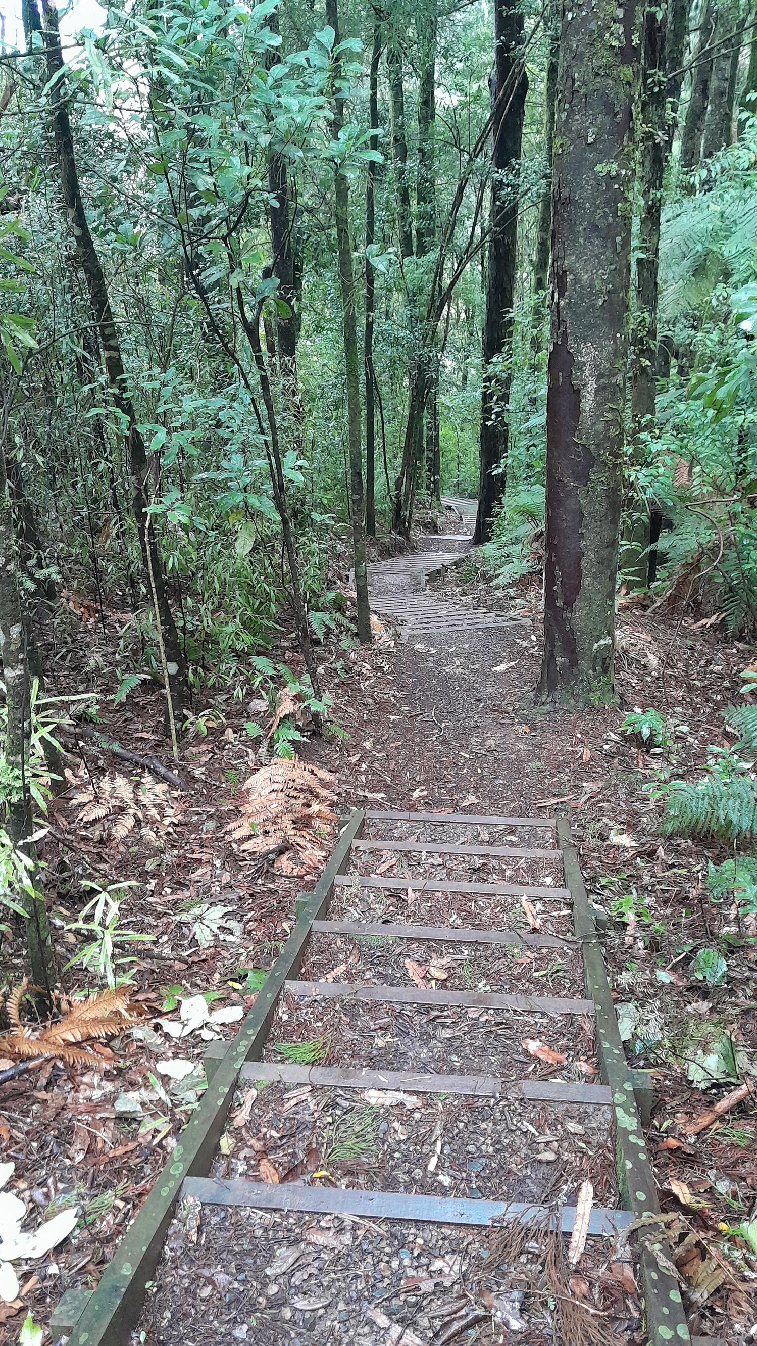 Rimu Walk - Image 2