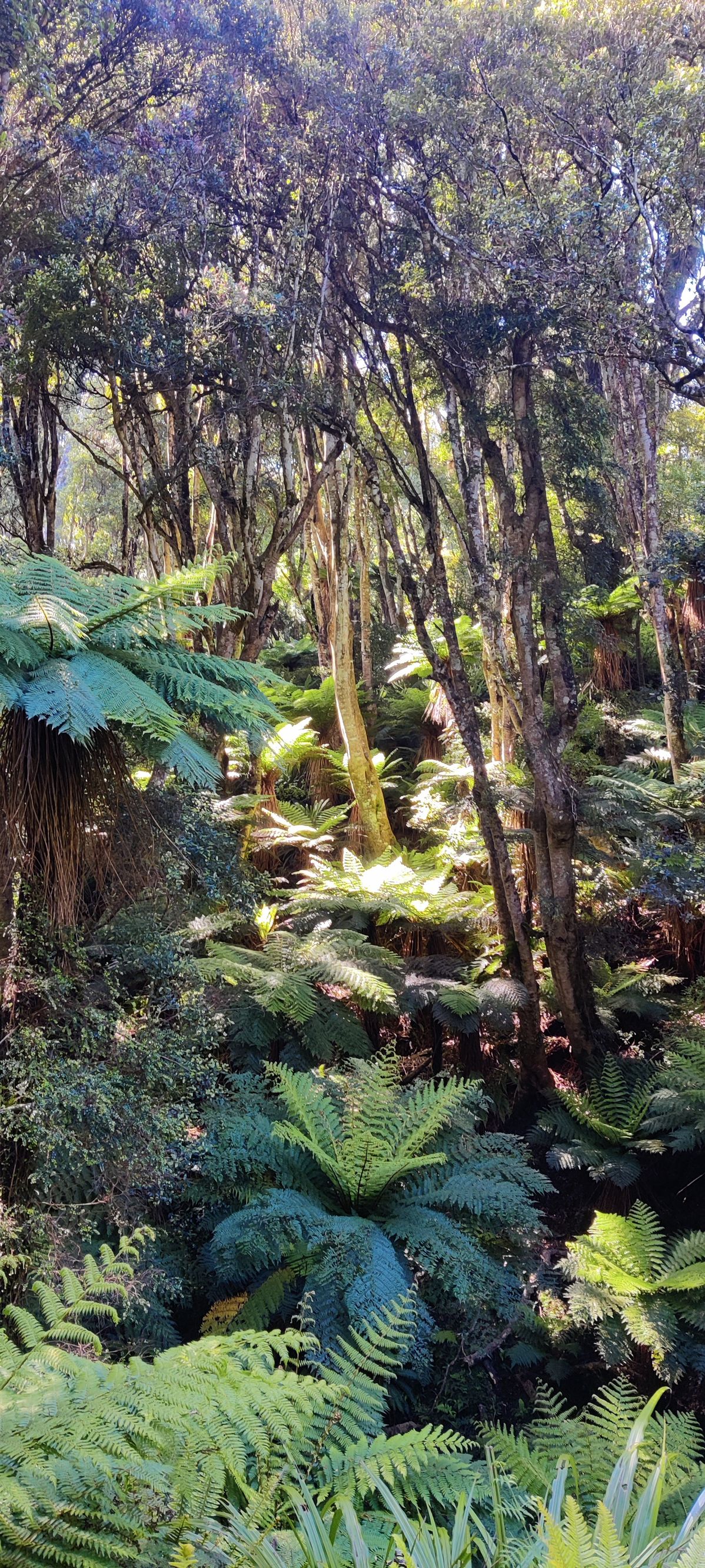 Waipohatu Picnic Area - Image 2