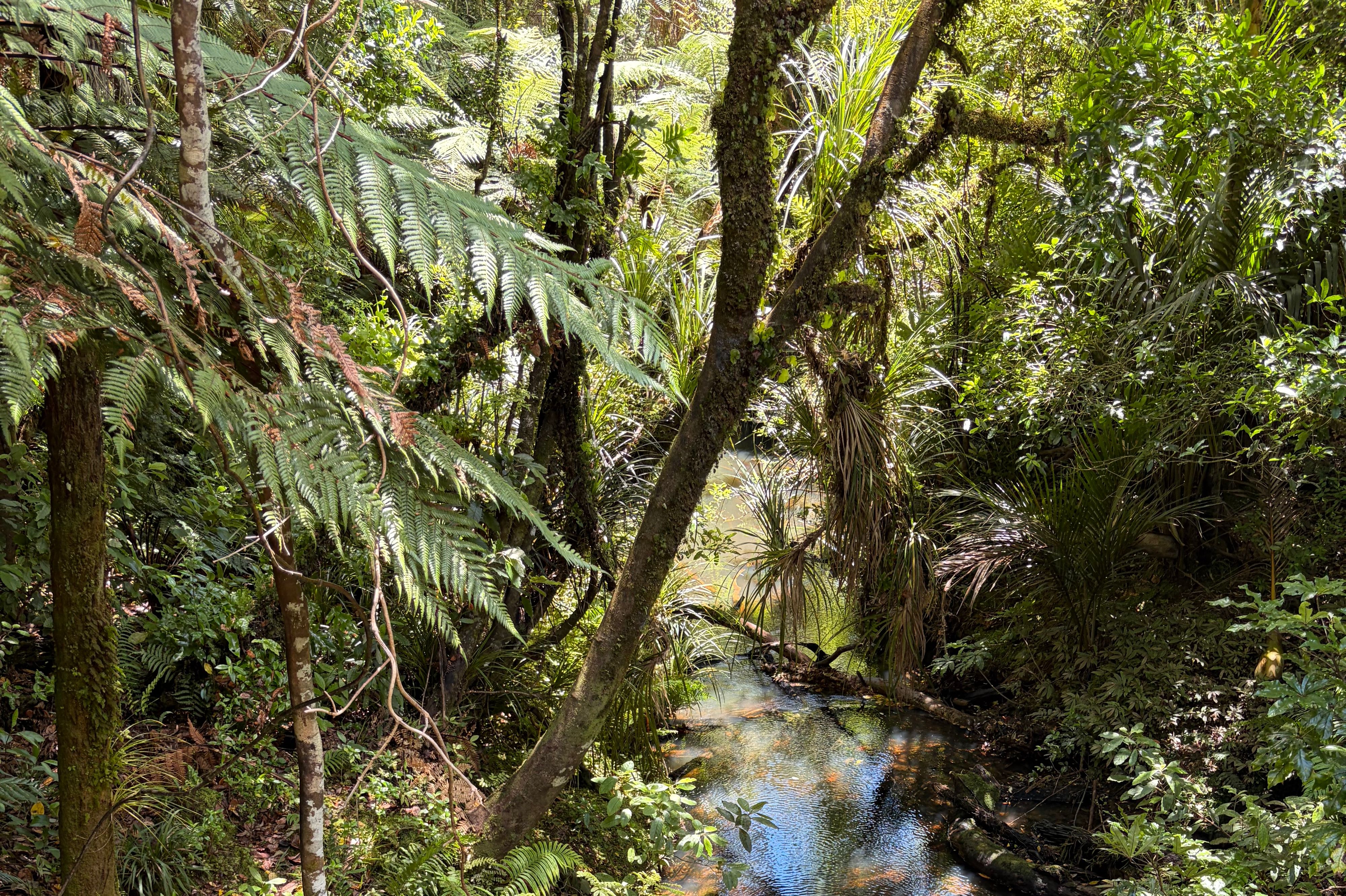 Trounson Kauri Forest Walk - Image 3