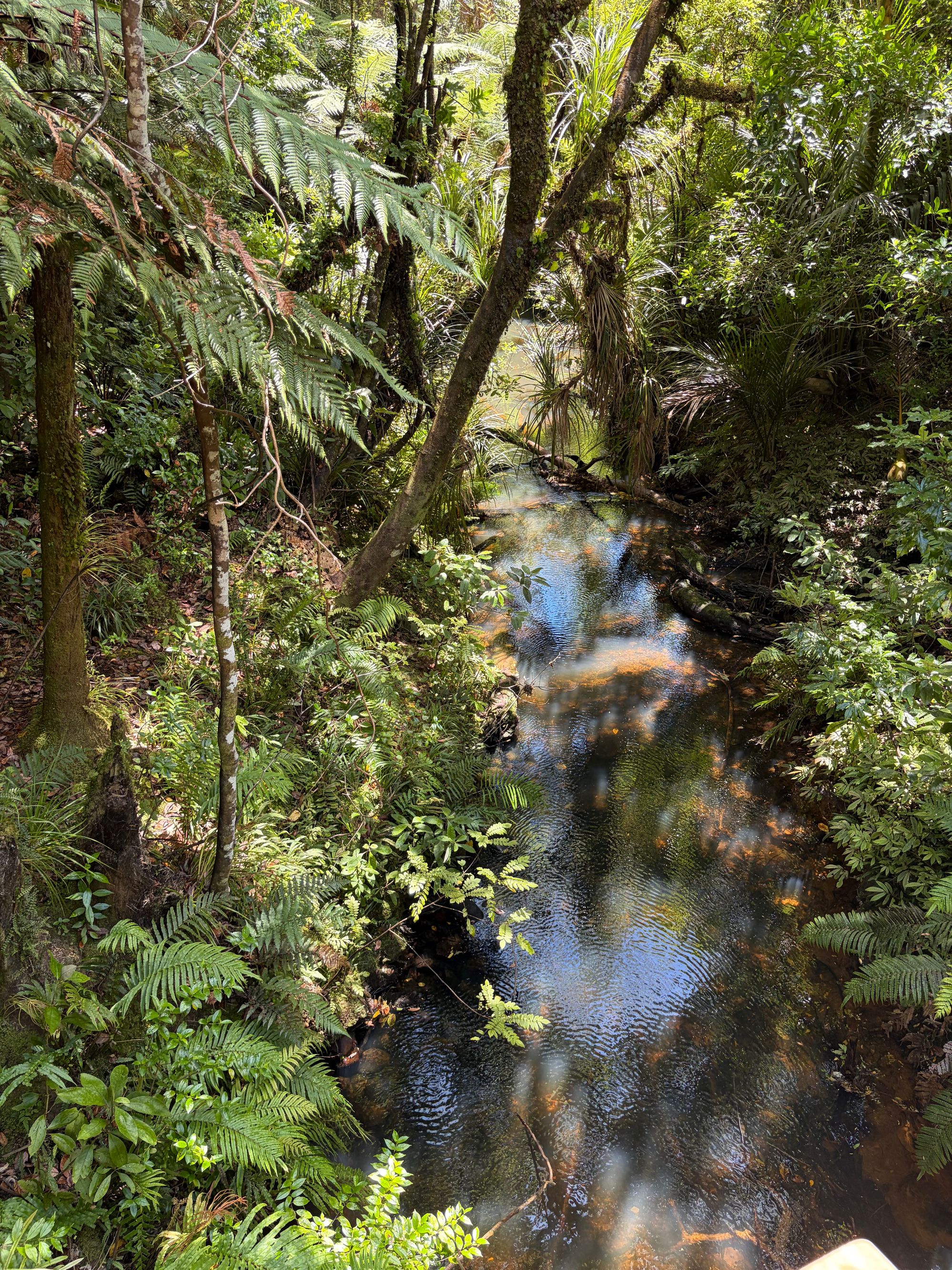 Trounson Kauri Forest Walk - Image 3
