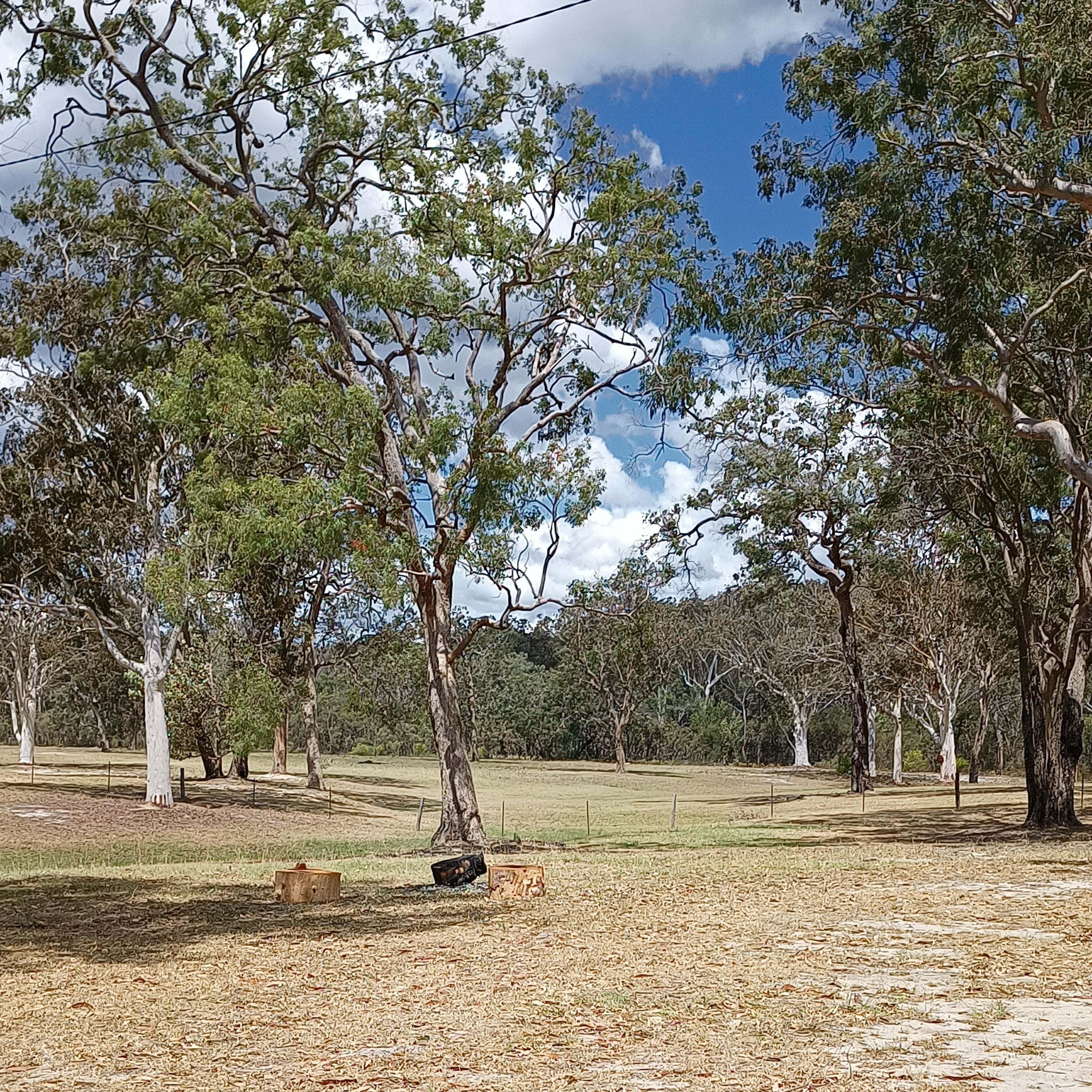 Cà phê Grey Gum - Image 2