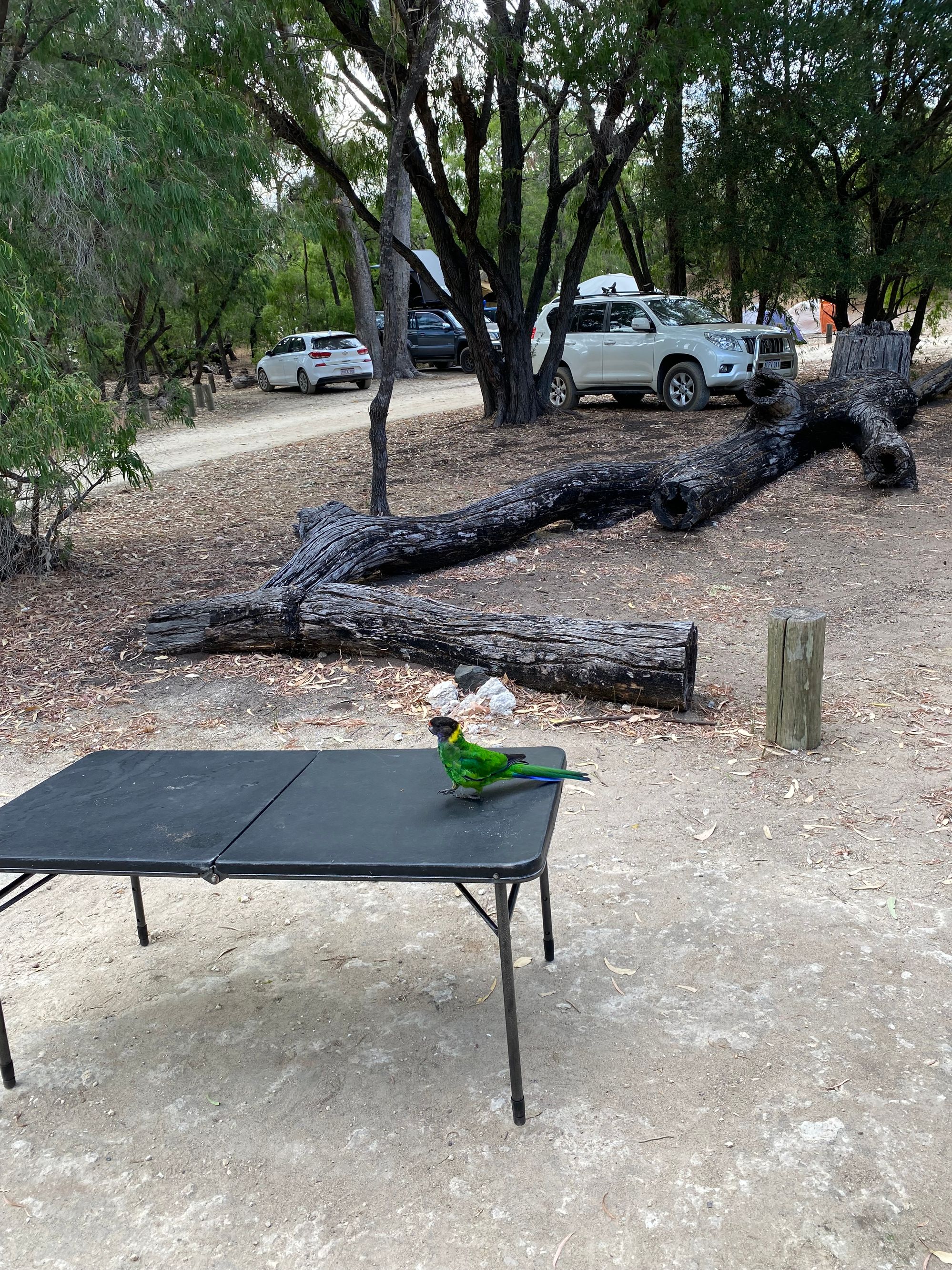 Belvidere Camp - Image 3