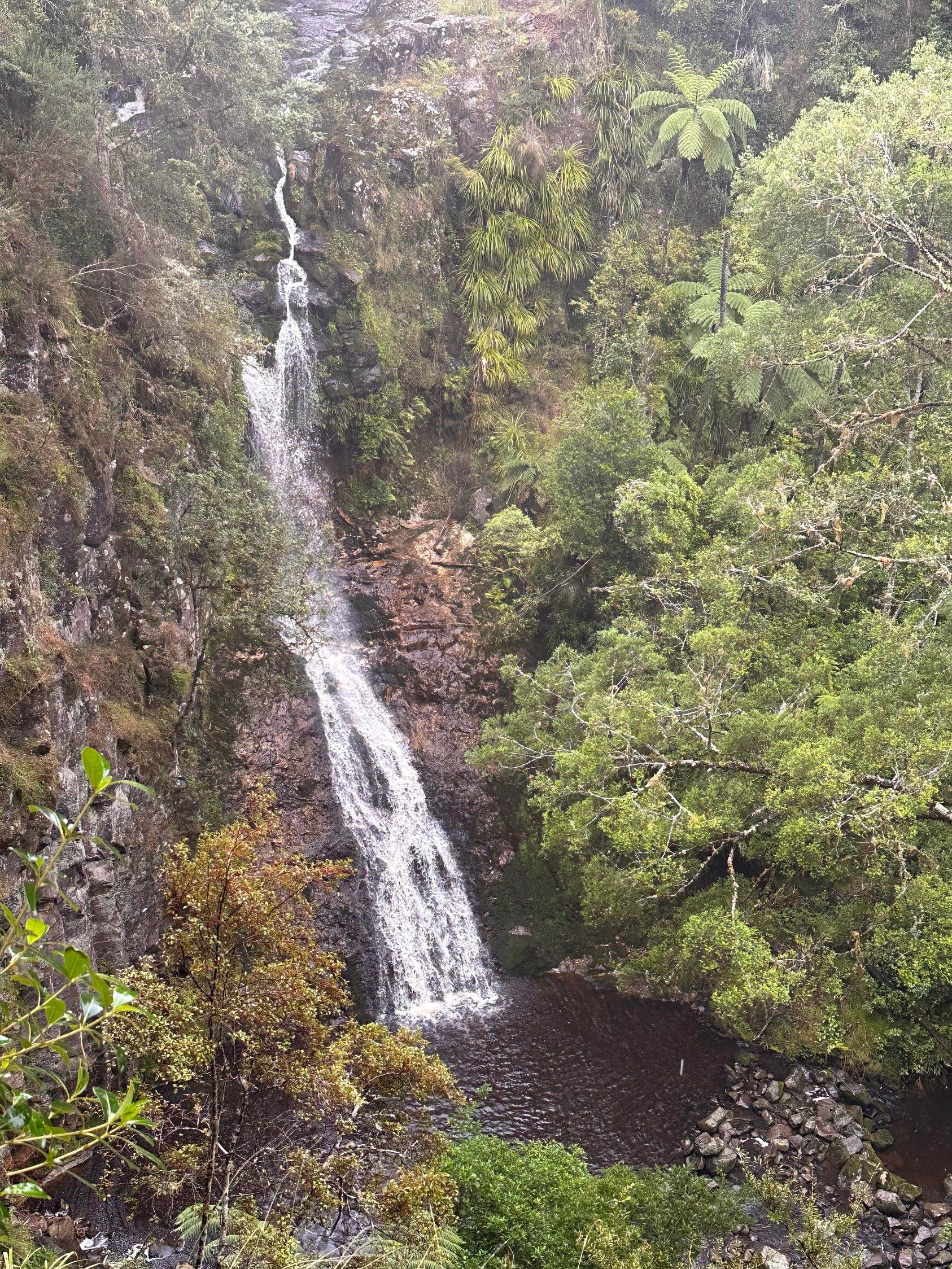 Canopy Walk at A.H. Reed Memorial Park