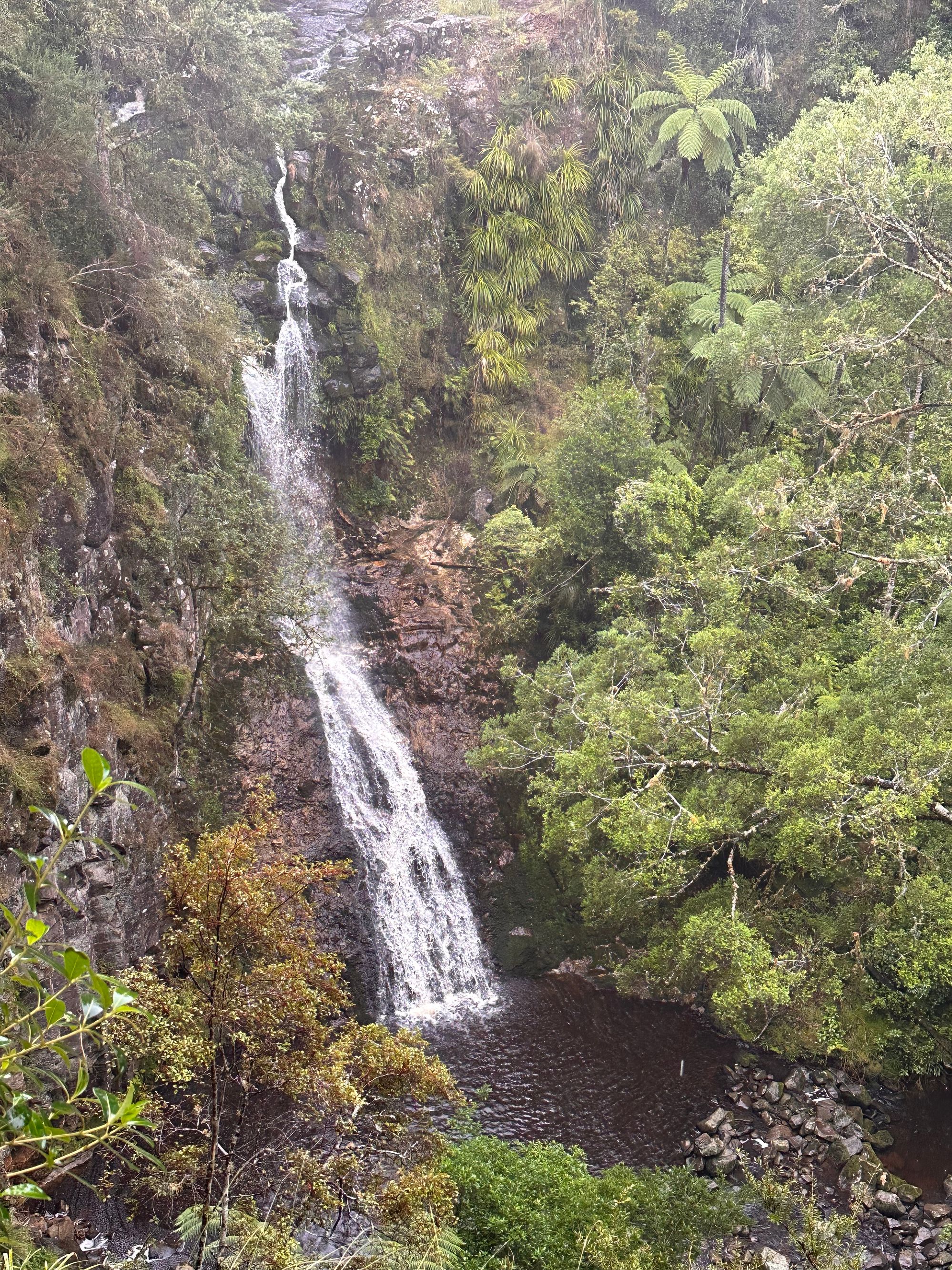 Canopy Walk at A.H. Reed Memorial Park