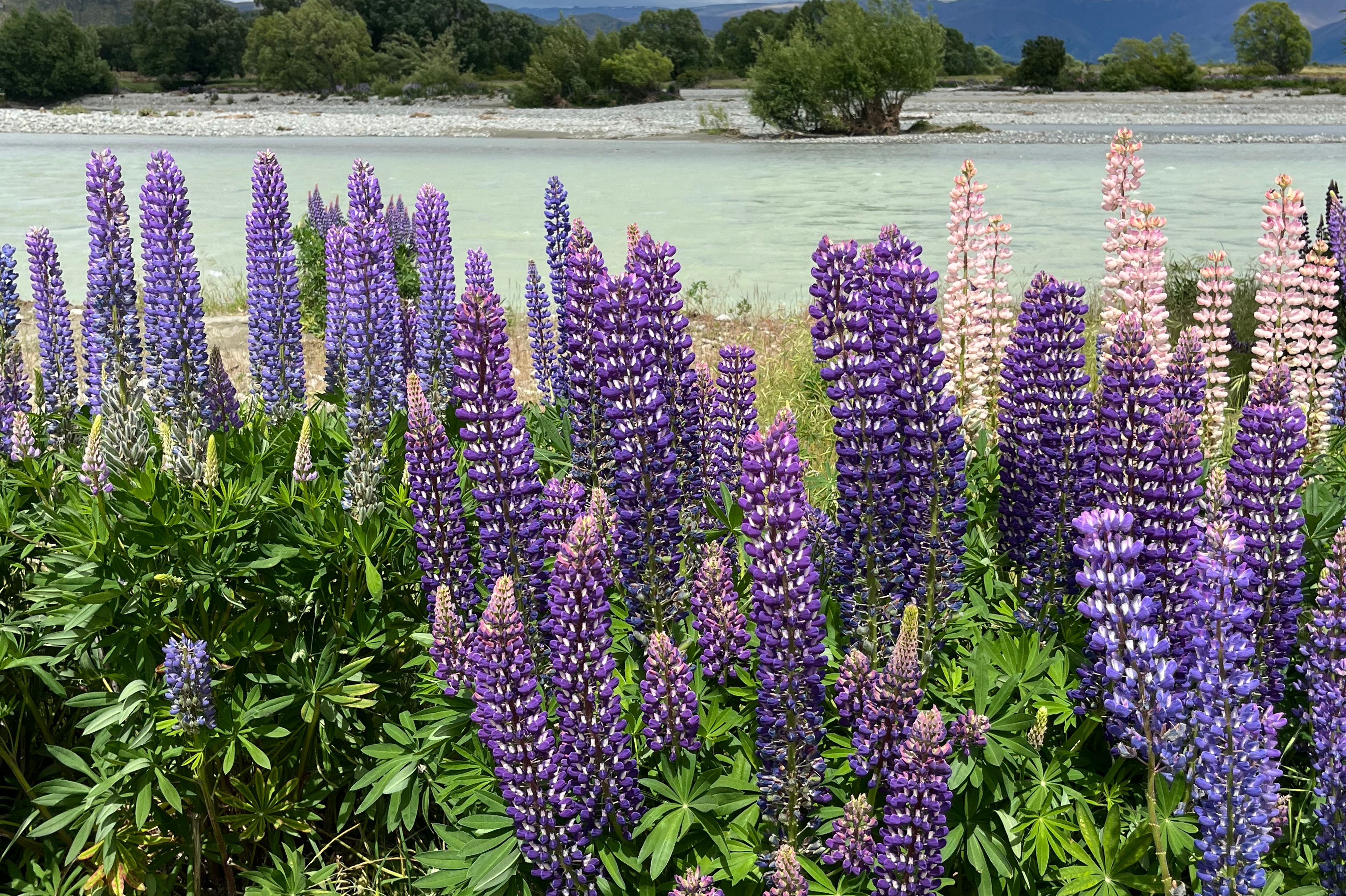 Ahuriri Bridge Lupins - Image 3