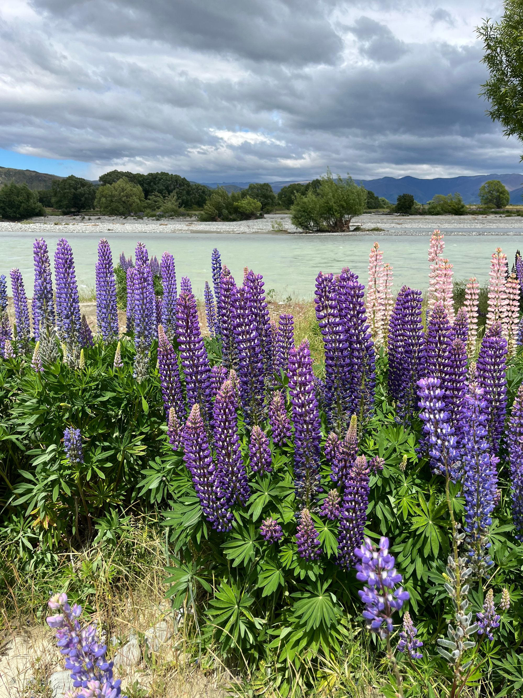 Ahuriri Bridge Lupins - Image 3