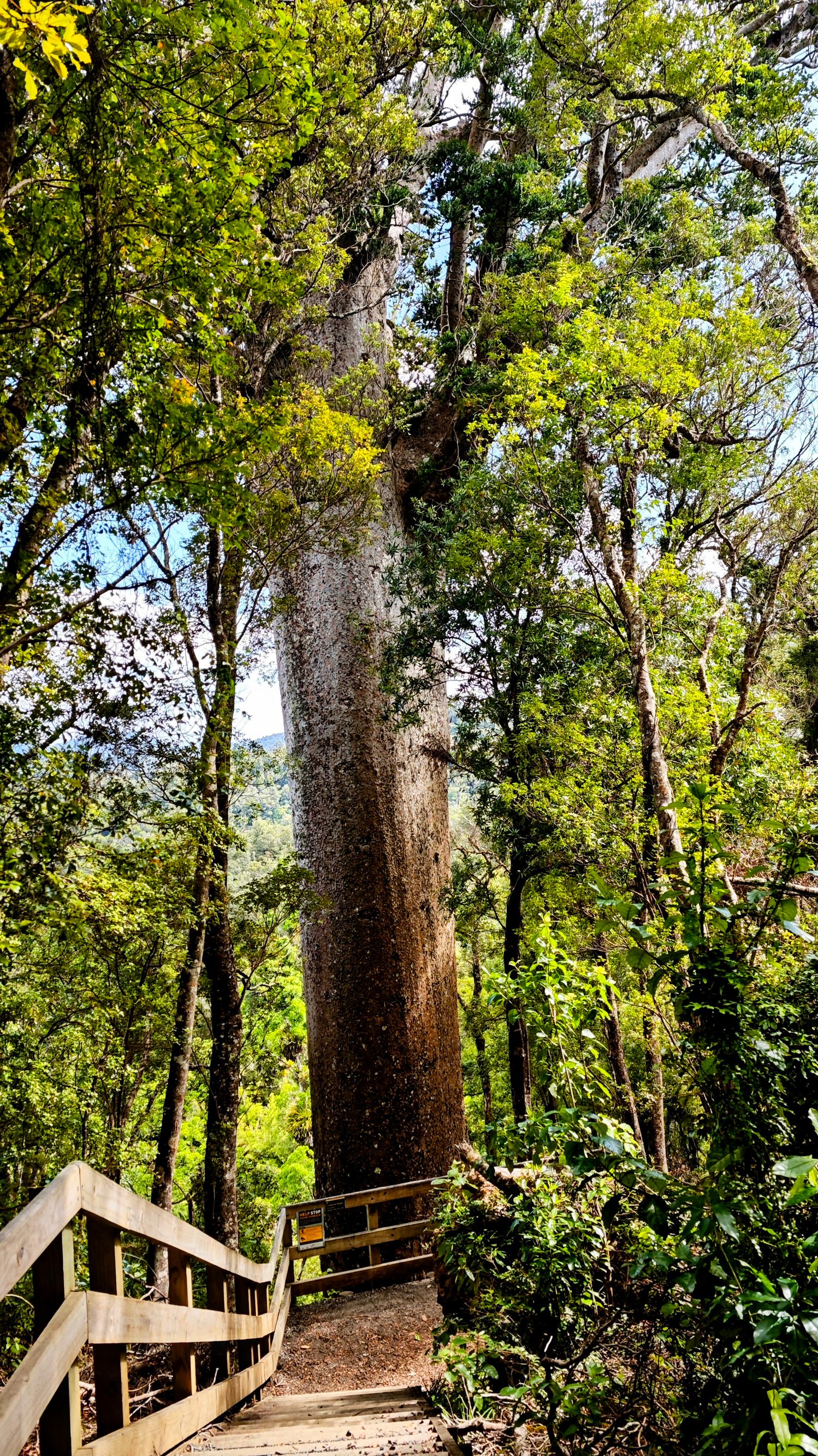 Der Cookson Kauri Walk - Image 3
