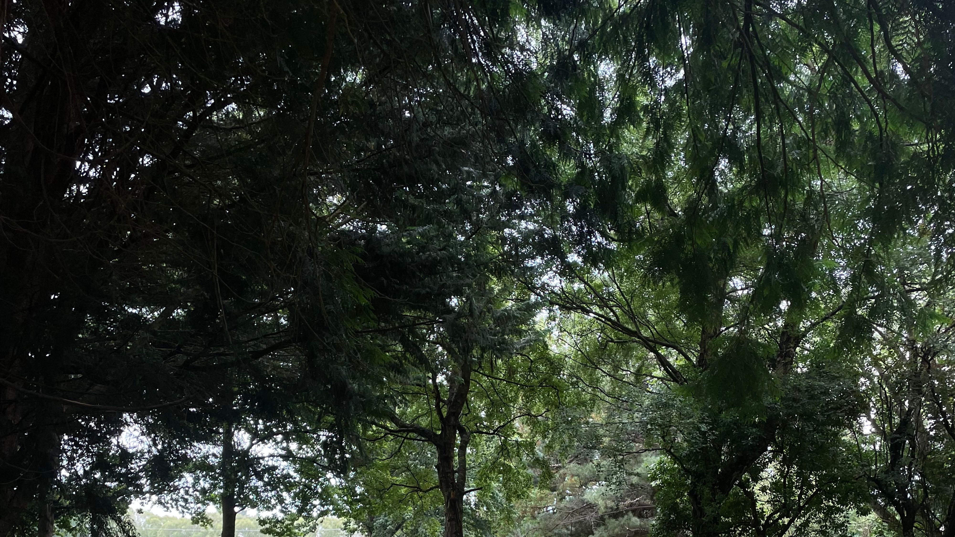 Mais sobre Alex McKenzie Park & Arboretum
