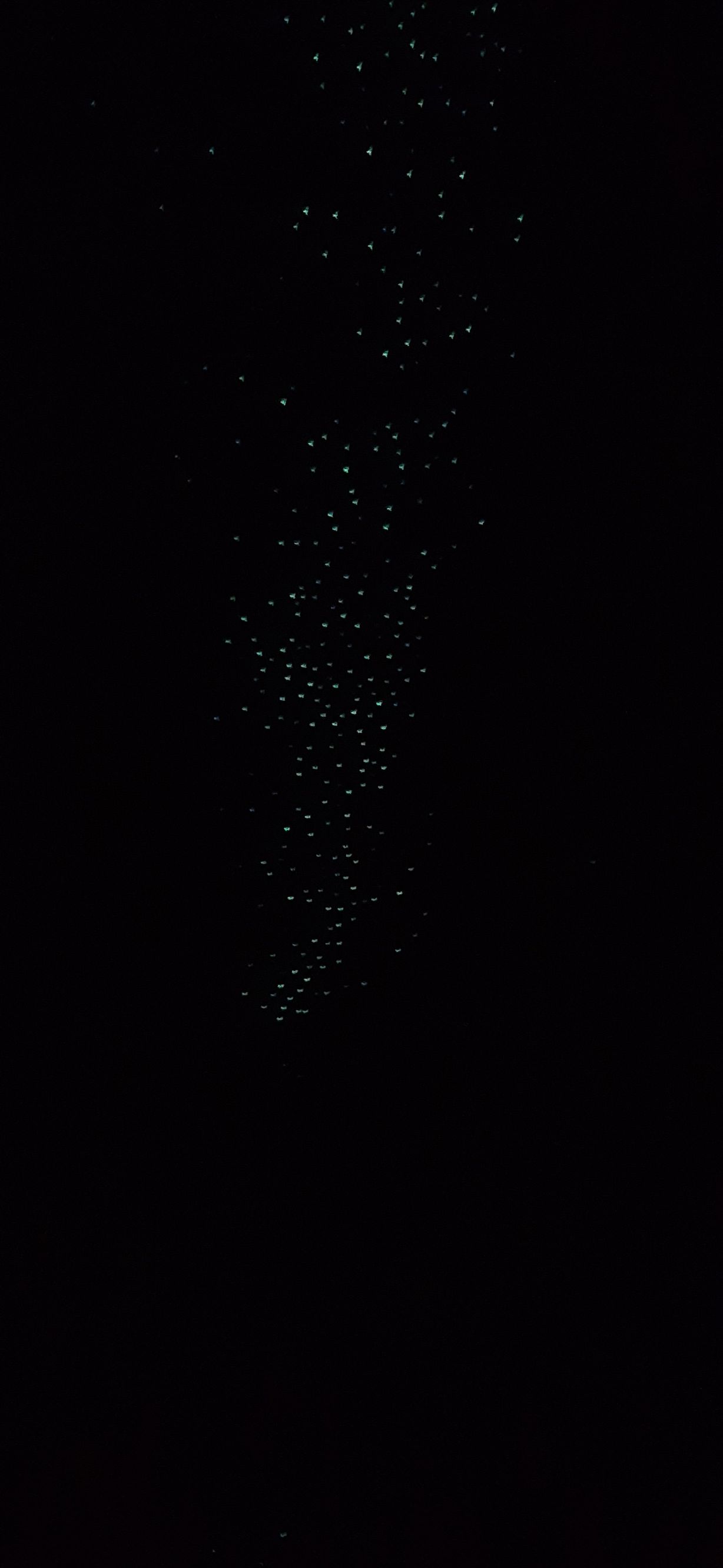 Apiti Limestone Caves & Glow Worms - Image 3