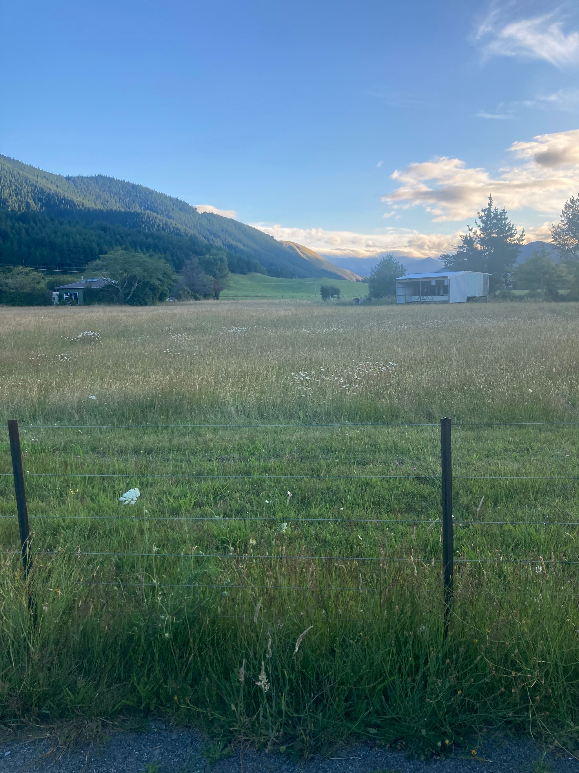 Opouri Road (Lähellä Carluke Domain) - Image 3